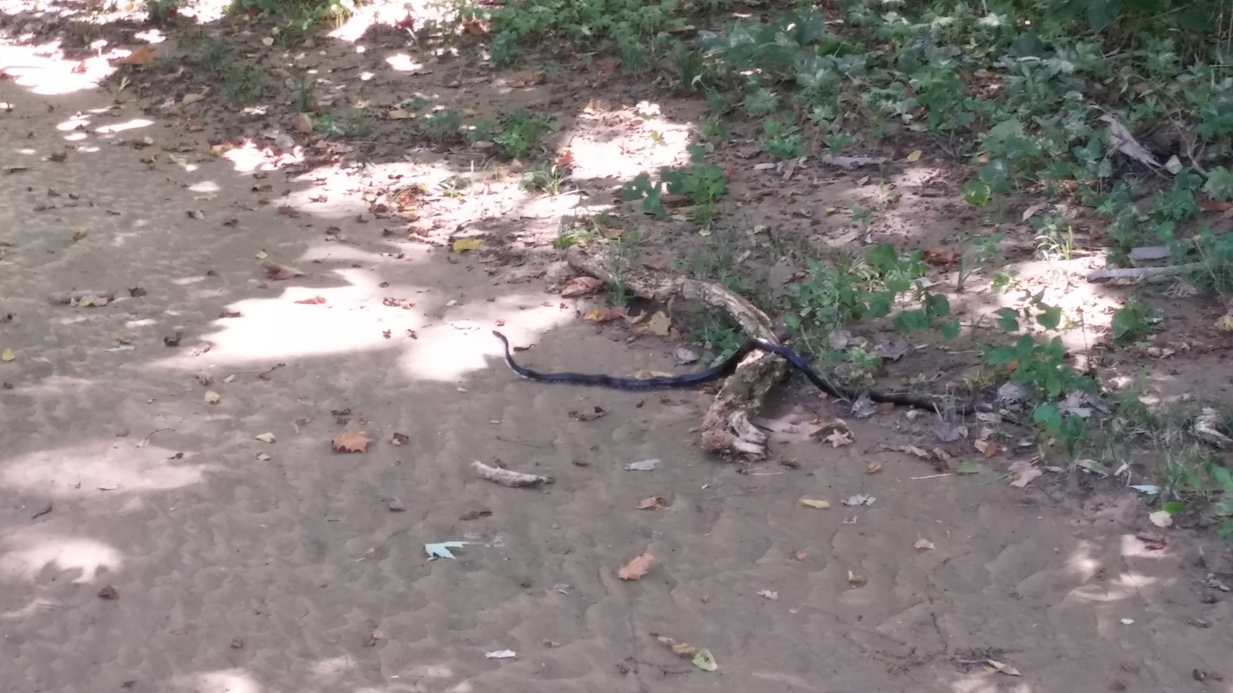 The second black snake is less scary.