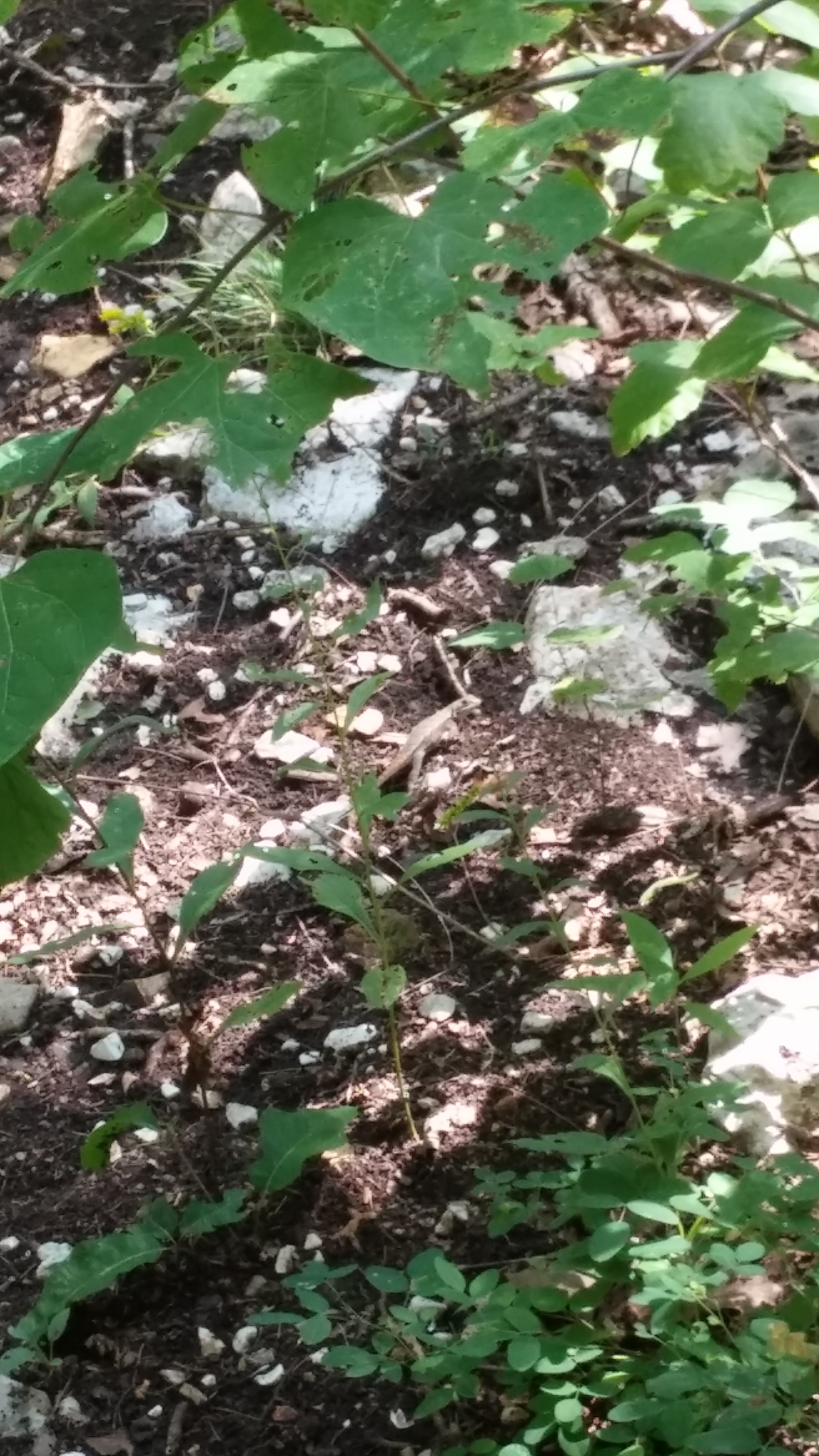 Lizard laughs