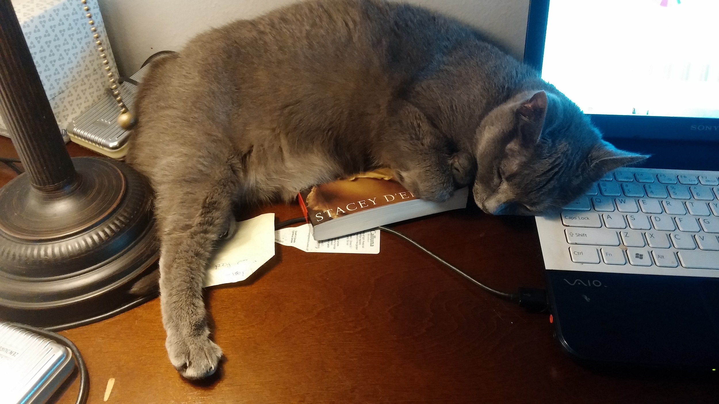 Lulu's claimed the book from Monday.Also, the laptop. She will bite to defend her territory. 