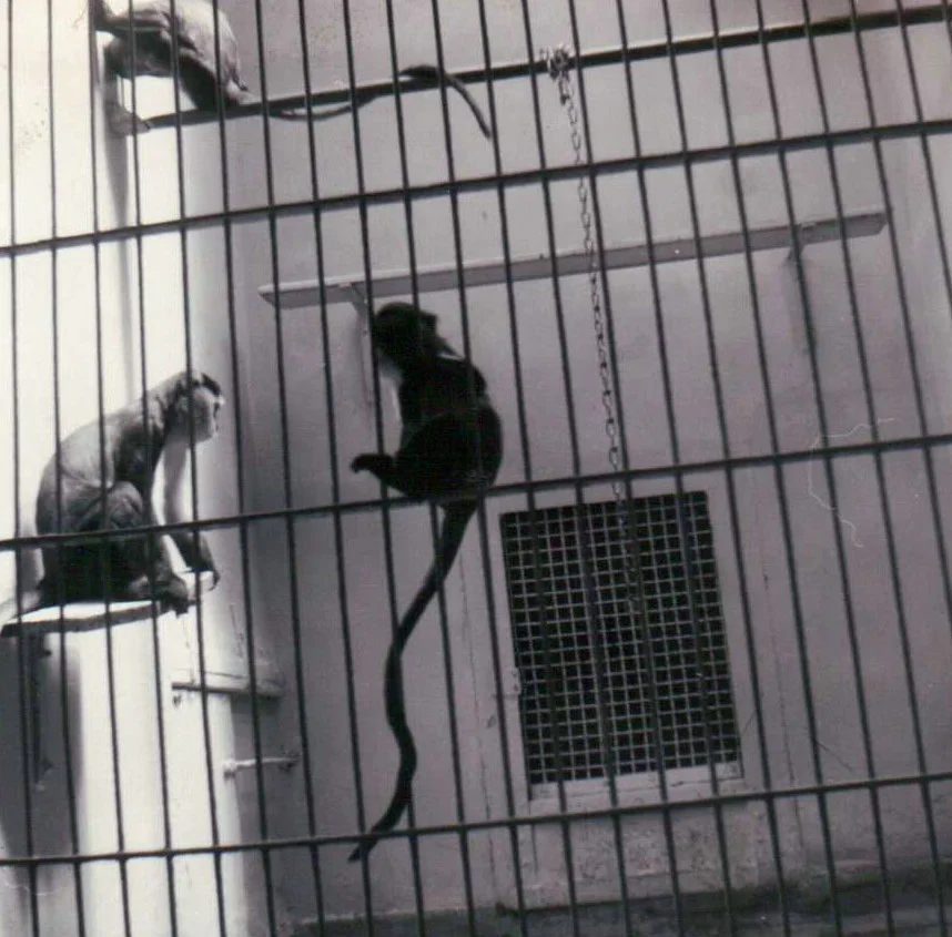 This is what a monkey cage used to look like at the St. Louis Zoo. :(