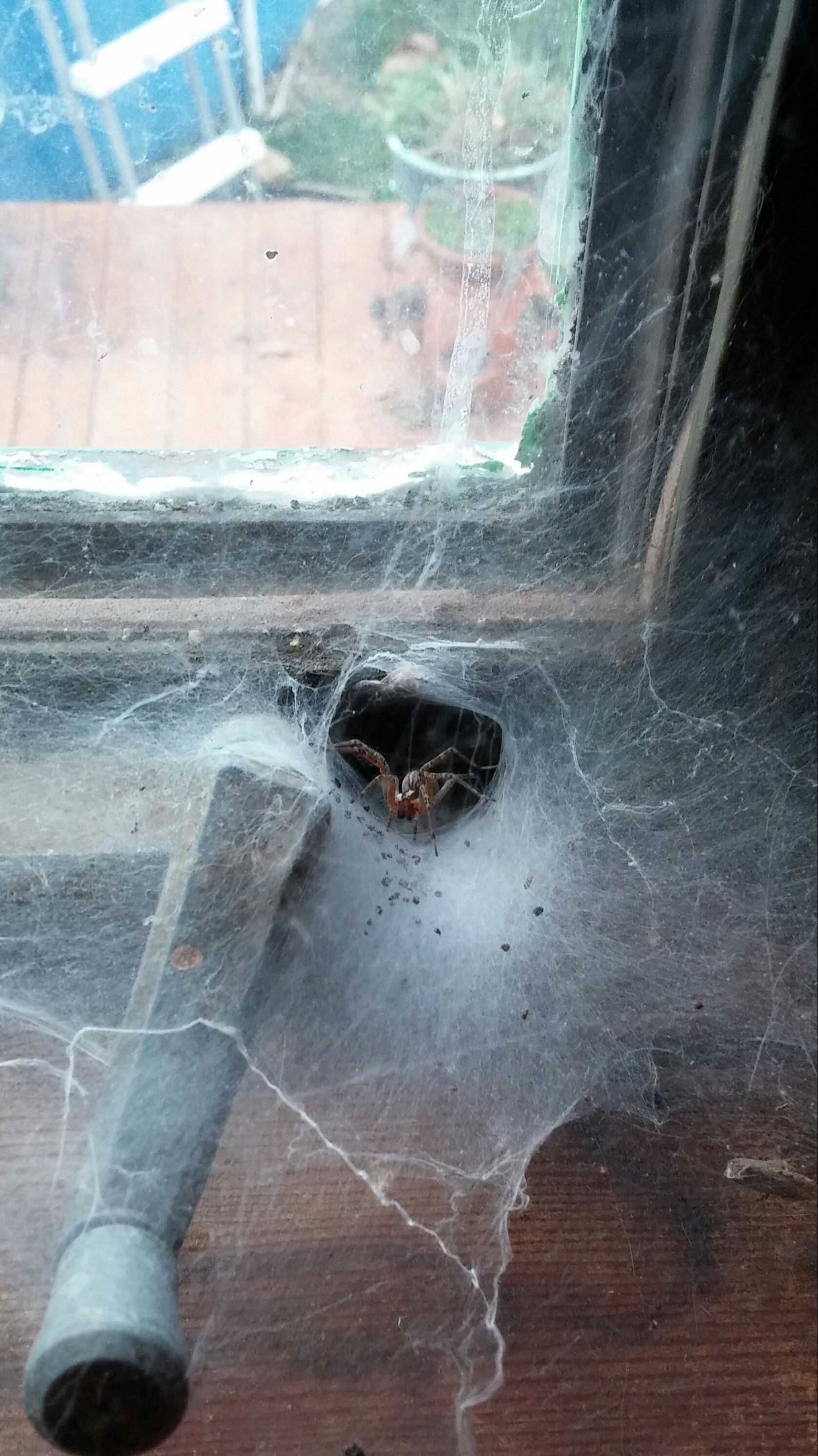 This spider lives in our house. 