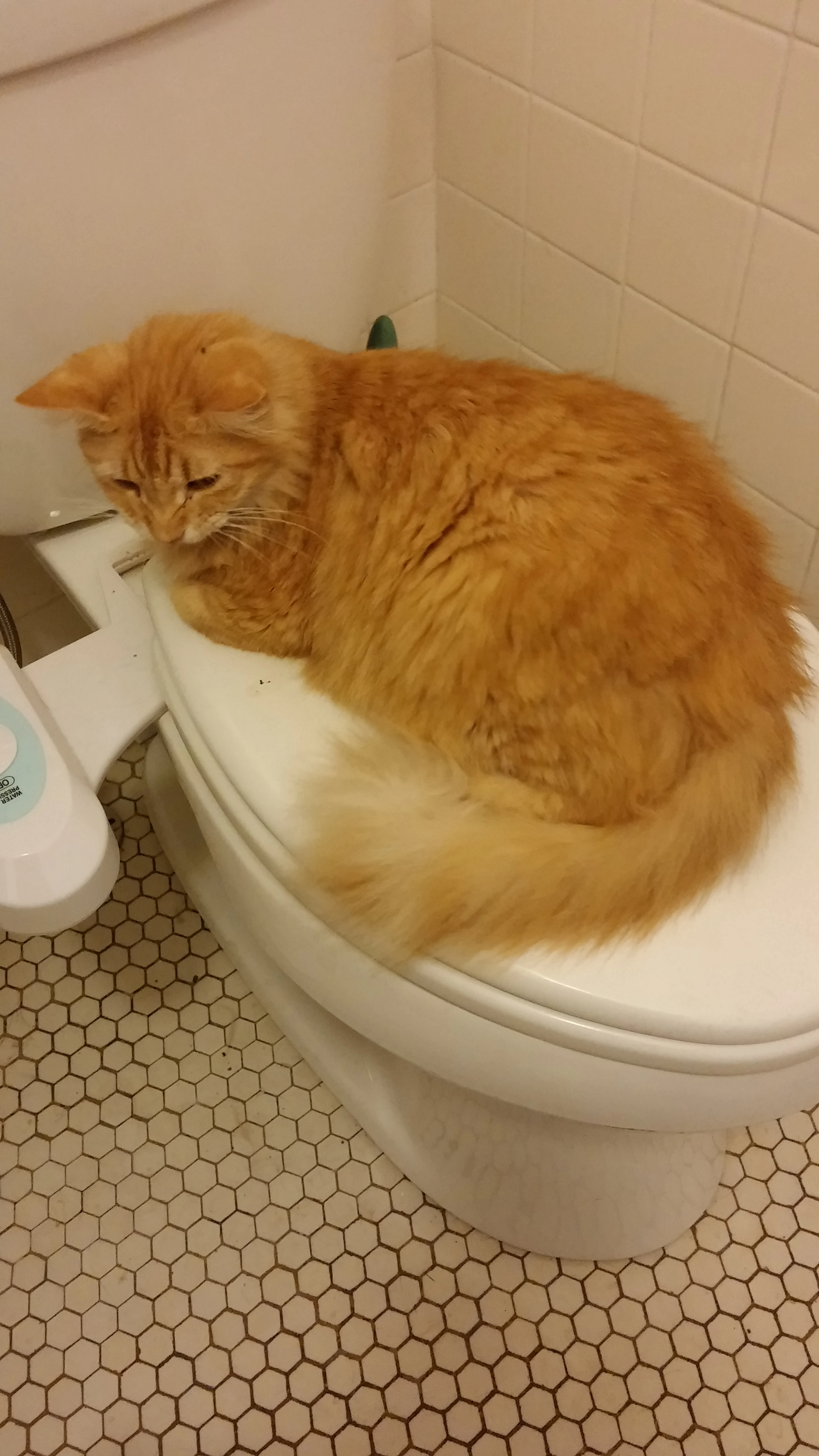 More annoyance than nightmare, this cat has taken up residence on our toilet and doesn't want to be moved. He's been there the last few days, regardless of whether the seat is up or down. Cats are weird. 