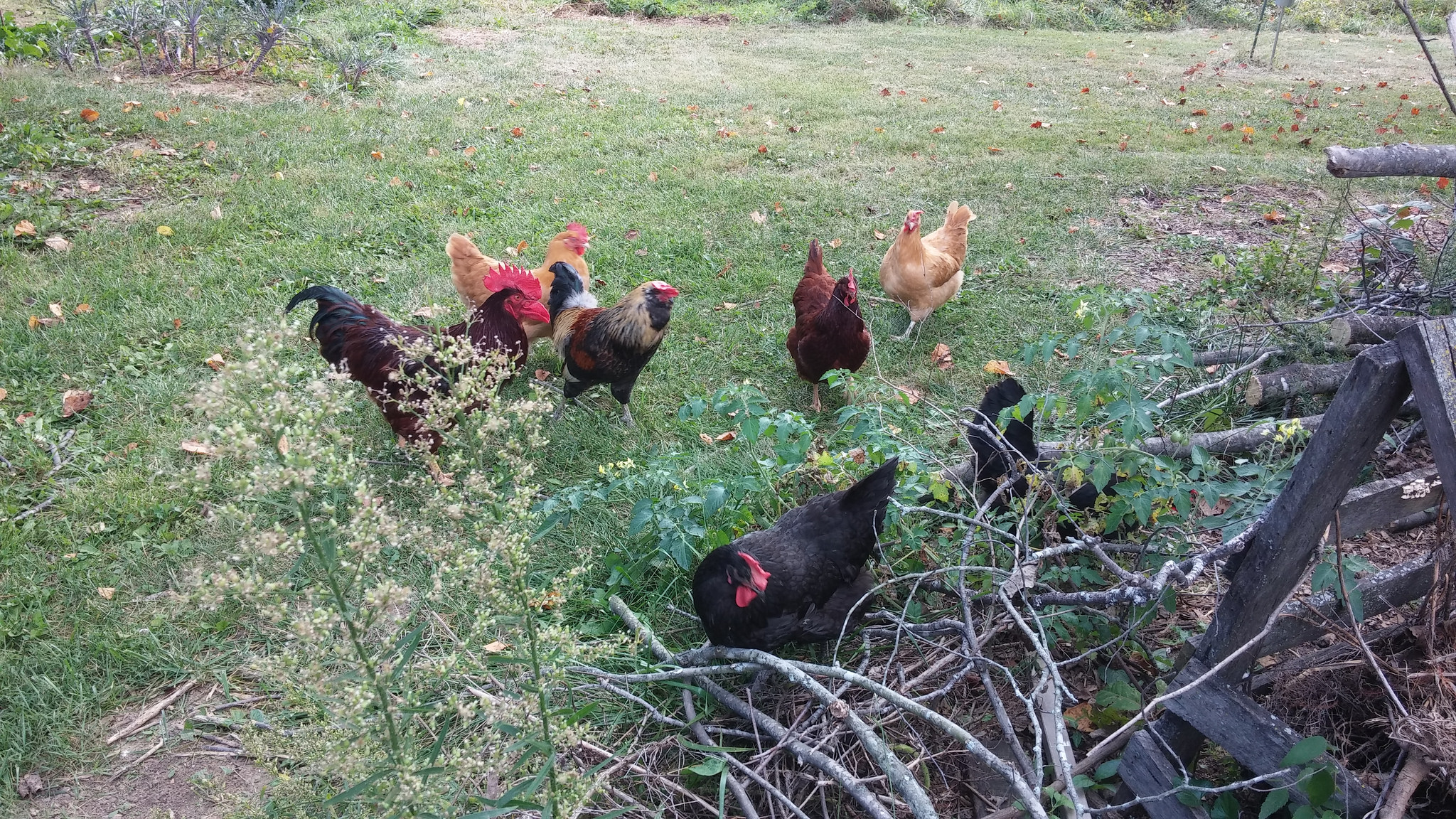 These chickens are not only pretty, they're funny.