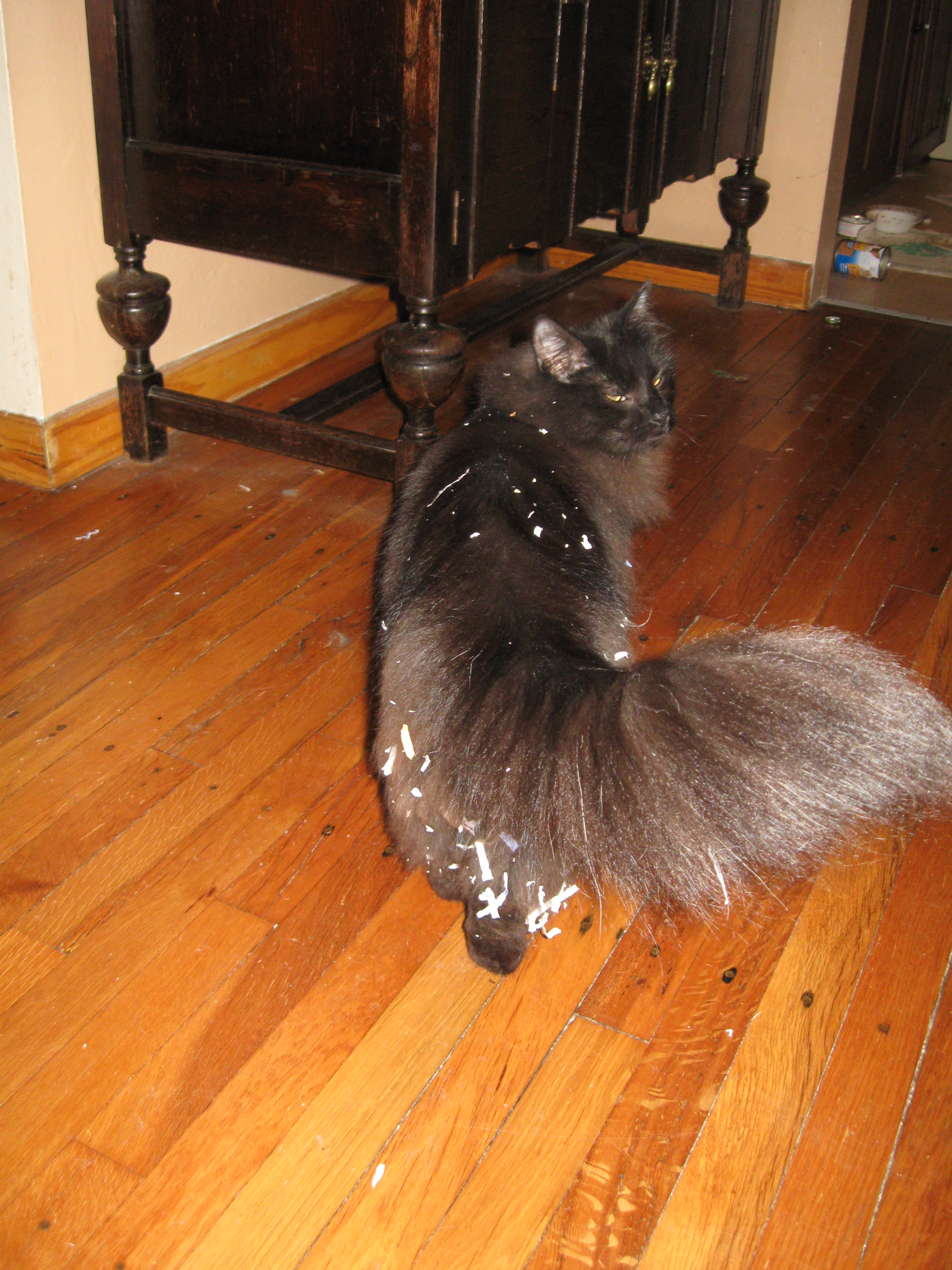 Our black cat when he used to be black, and when he got into a box of shredded paper.