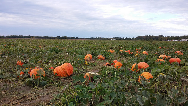 A field of large pumpkins that have nothing to do with this poetry, but kinda are their own sort of poetry. 