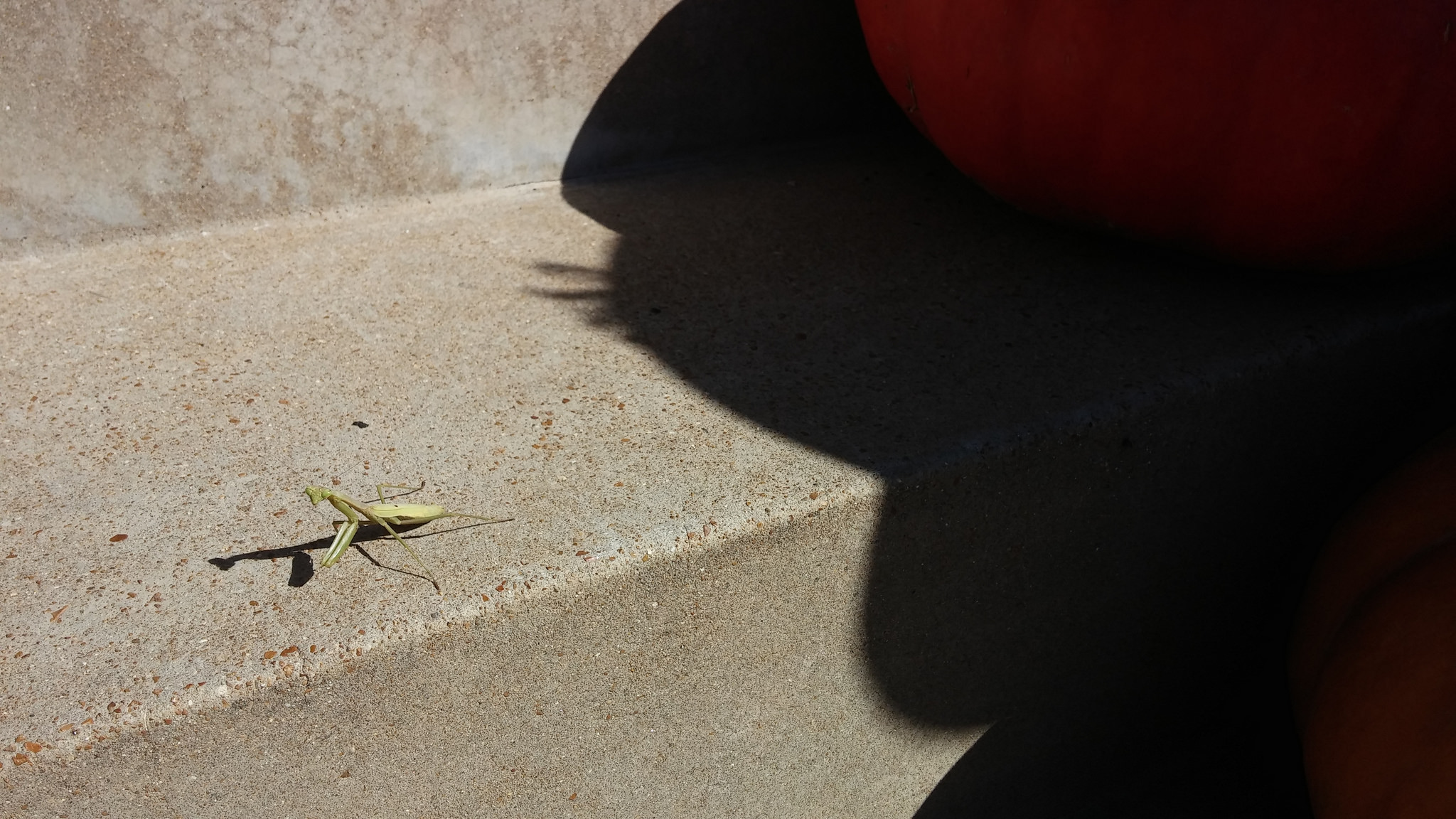 Preying Mantis on my front steps, right before the dog stepped on it. :(