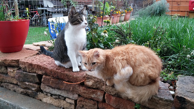 Cats outside on a rainy day