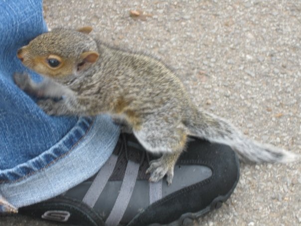 Baby squirrel on my foot in Nashville in 2009