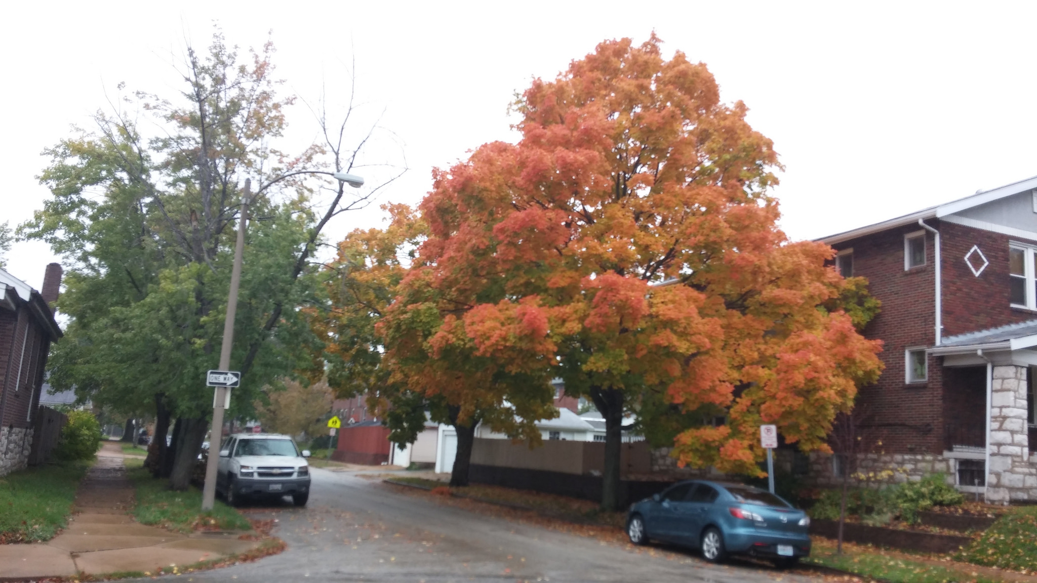 The trees are turning! This is one of my favorites in the neighborhood. 