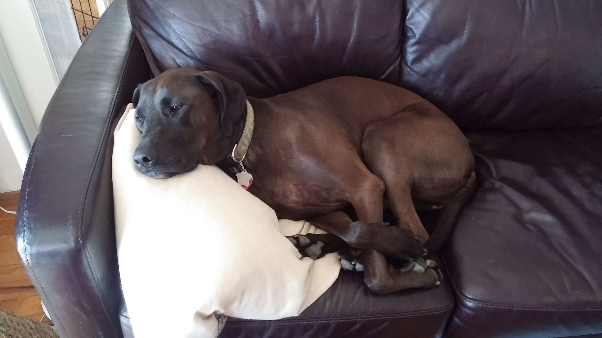 Hazel found the walk exhausting. She can't even look at the camera, she's so tired. 