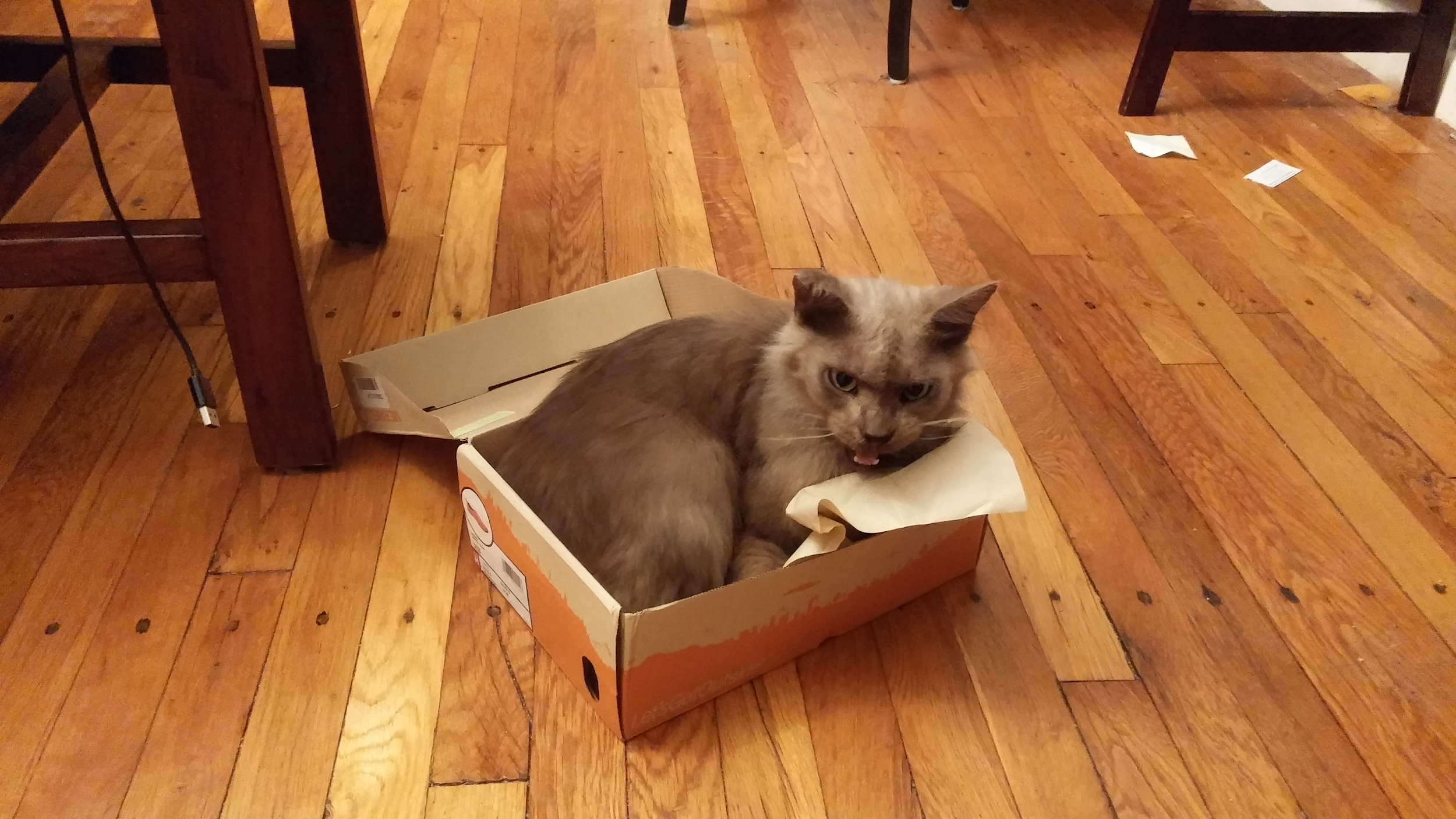 You could call it a cat toy, but it's actually just an empty box on the floor that he's taken over. 