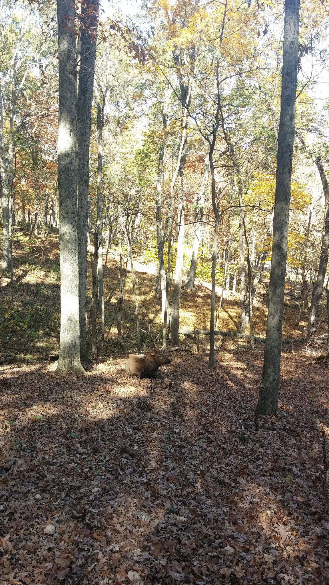 Elk at Lone Elk park