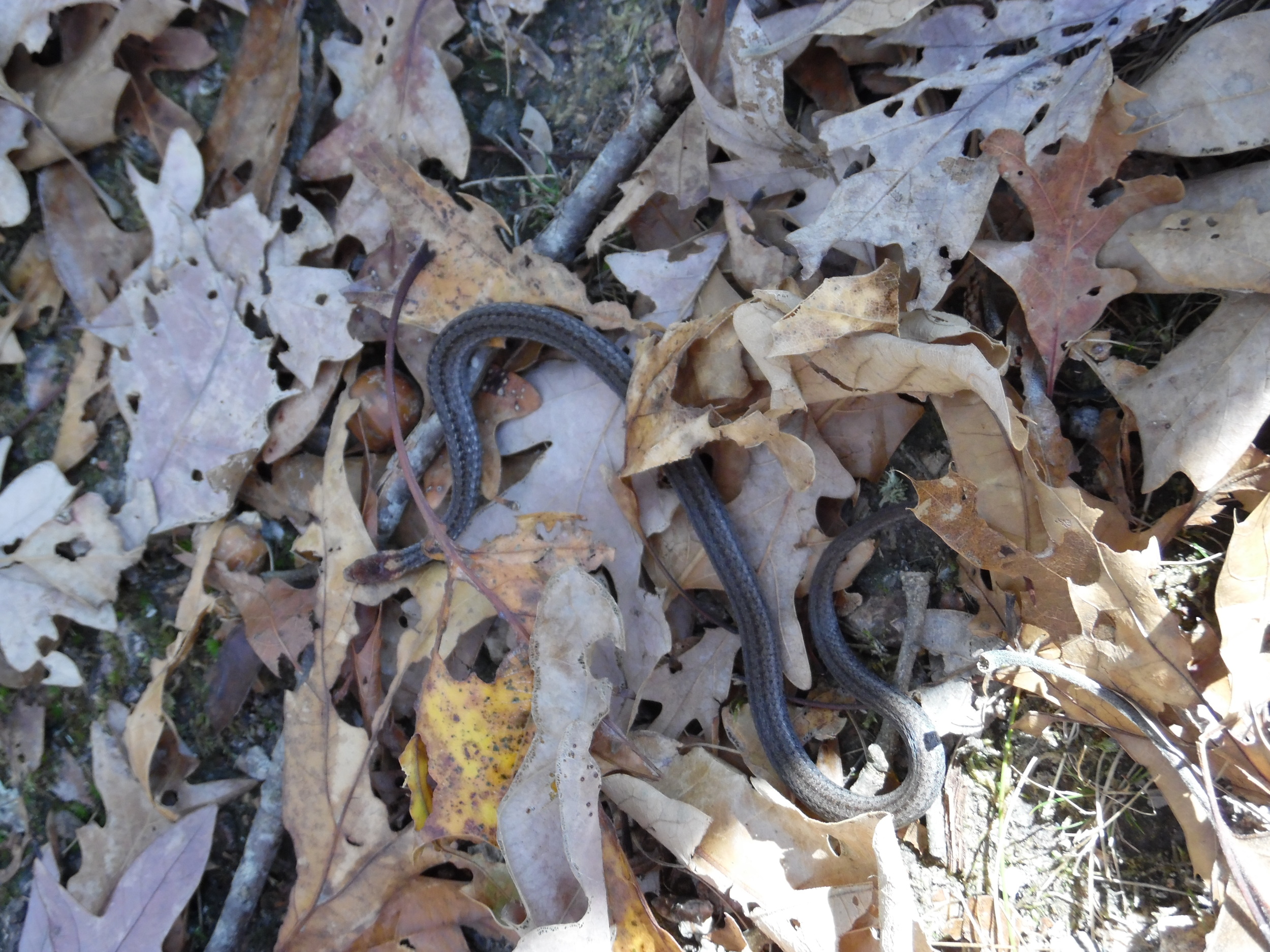 Probably a young yellow-bellied water snake