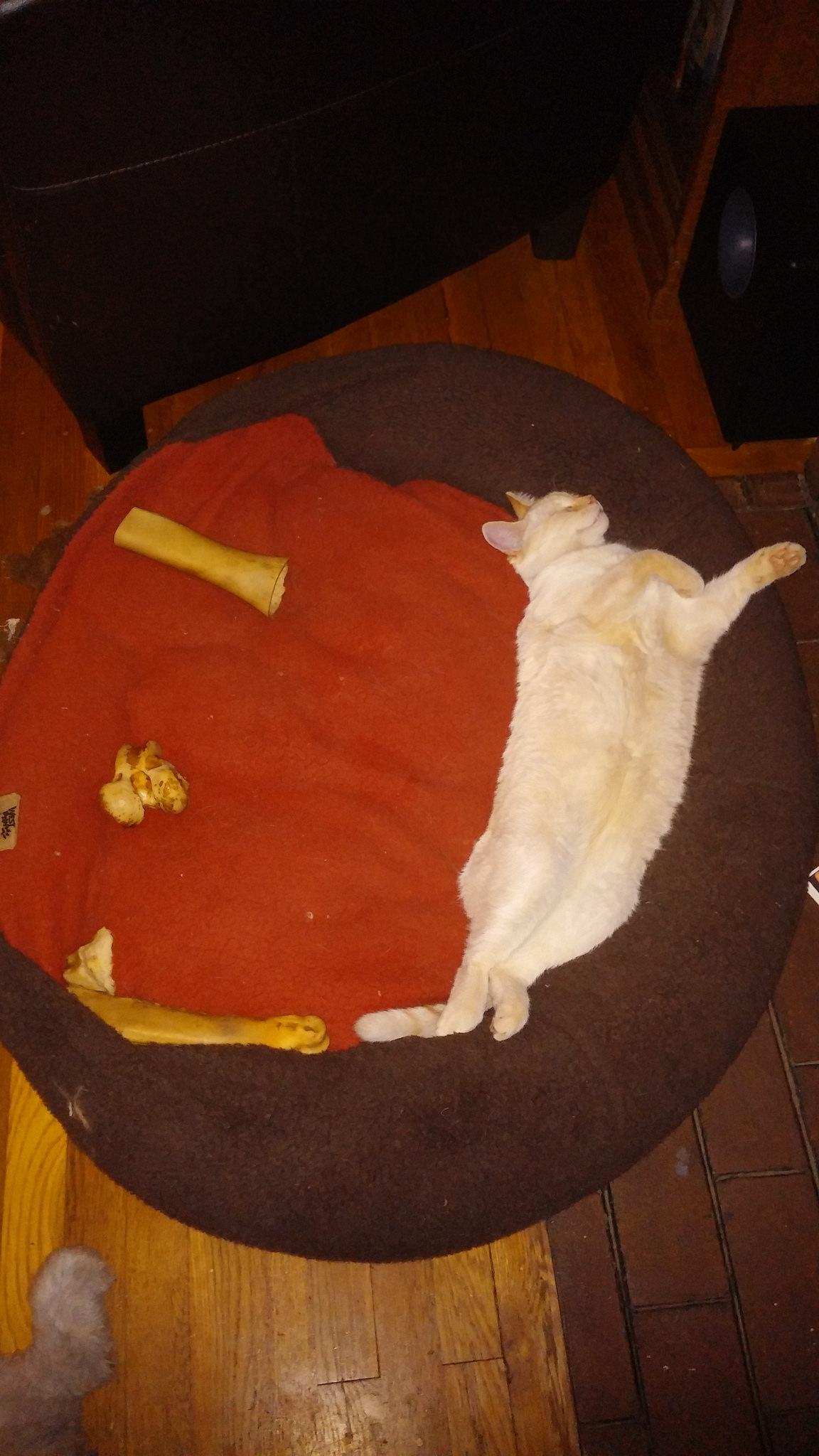 Then I laid down in the dog's bed with all the bones and pretended to be dead. (Cats are weird.)