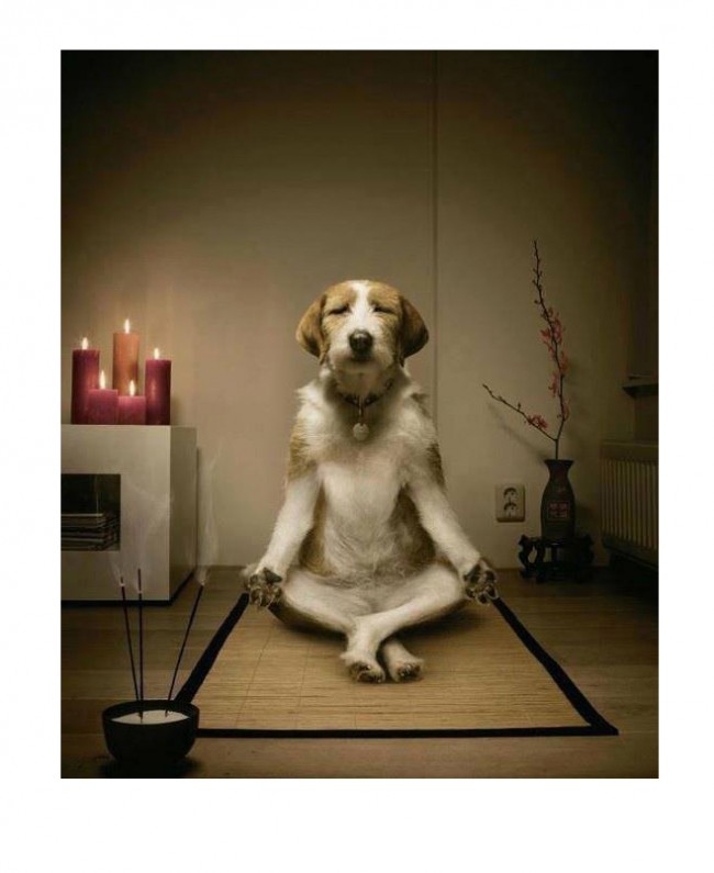Meditating dog. Thanks, Margie! (I can tell just looking at this that the dog is better at meditating than I am.) 