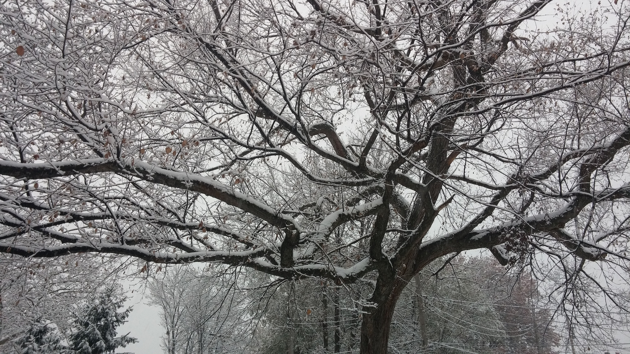 This tree is going to get you!