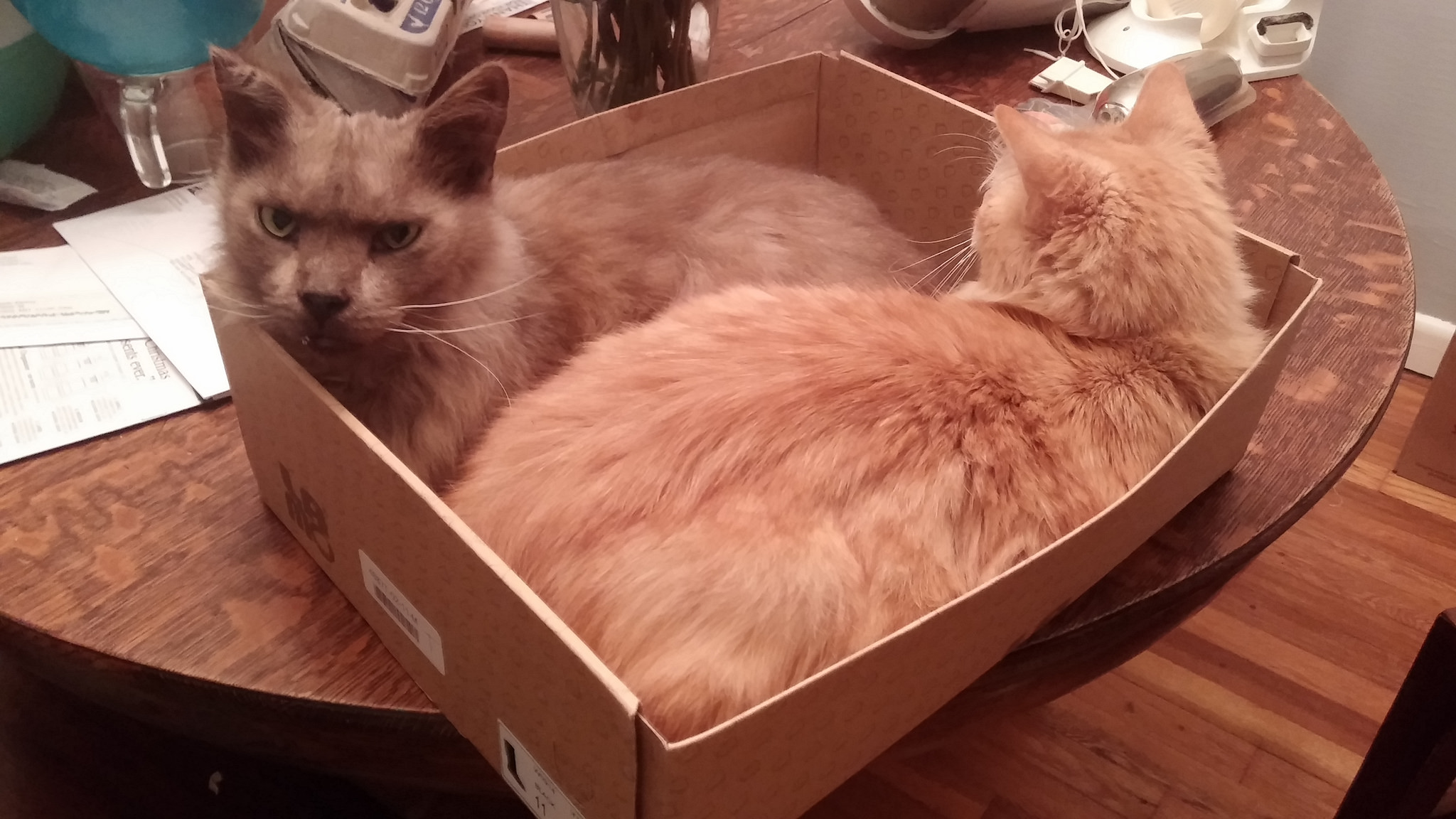Meepers and Henry believe that as long as you still fit in boxes, there is no need to exercise.