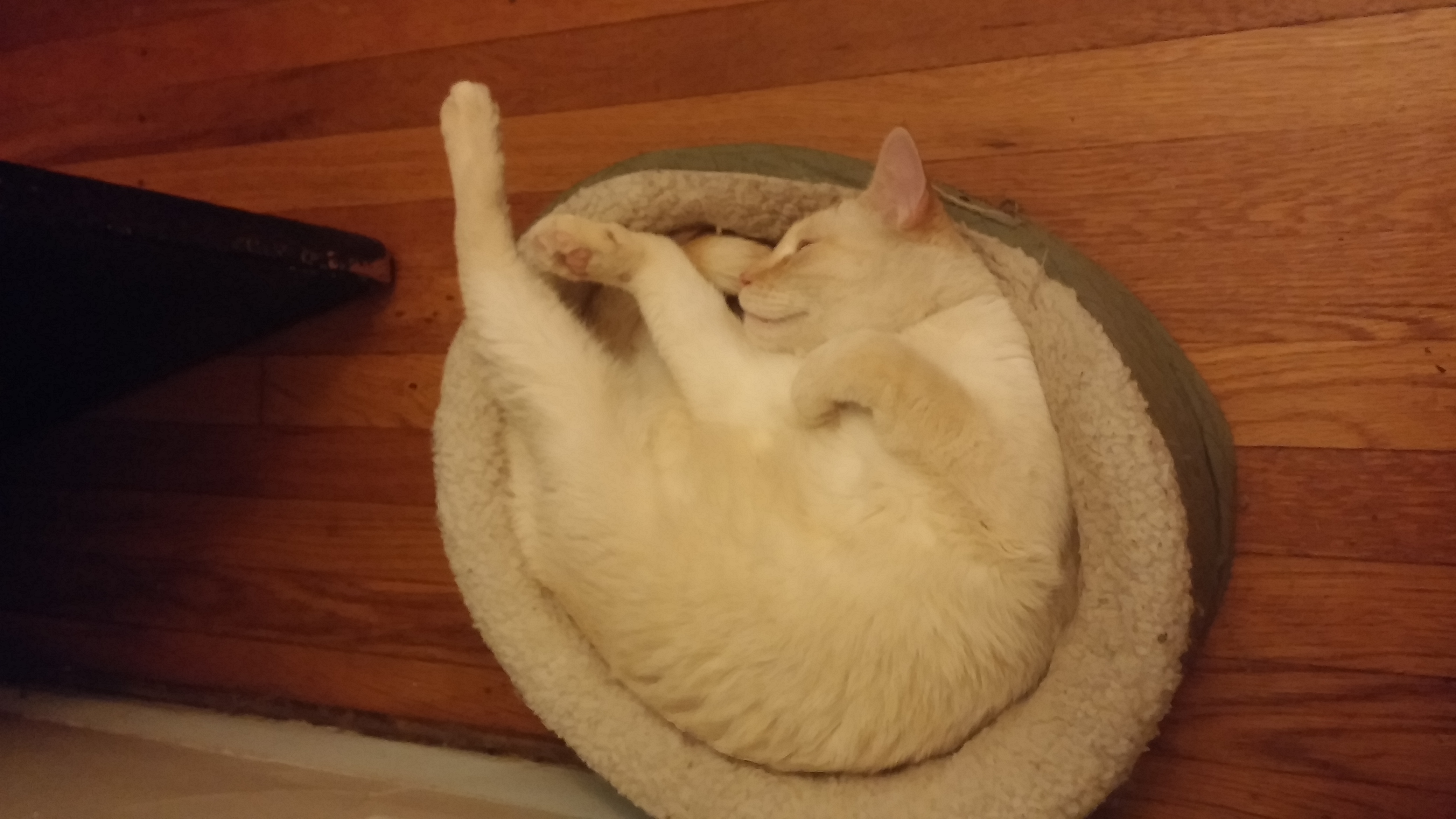 It's impossible to critical of a sleeping cat. When Alfie's awake, however, that's a different story. 