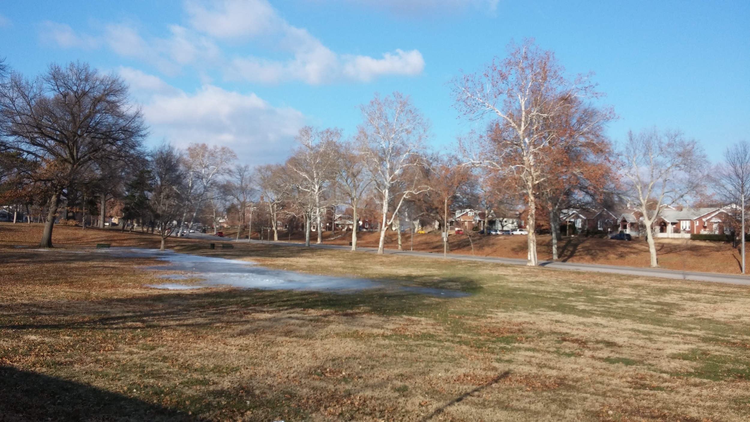 The park near my house has big, beautiful trees - and a drainage problem. 