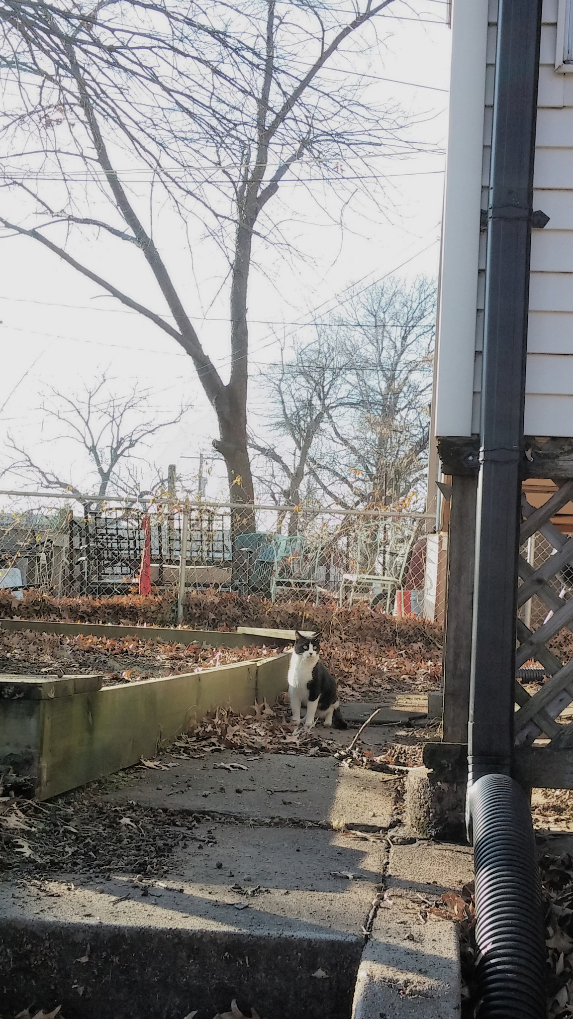 Someone else's cat. 