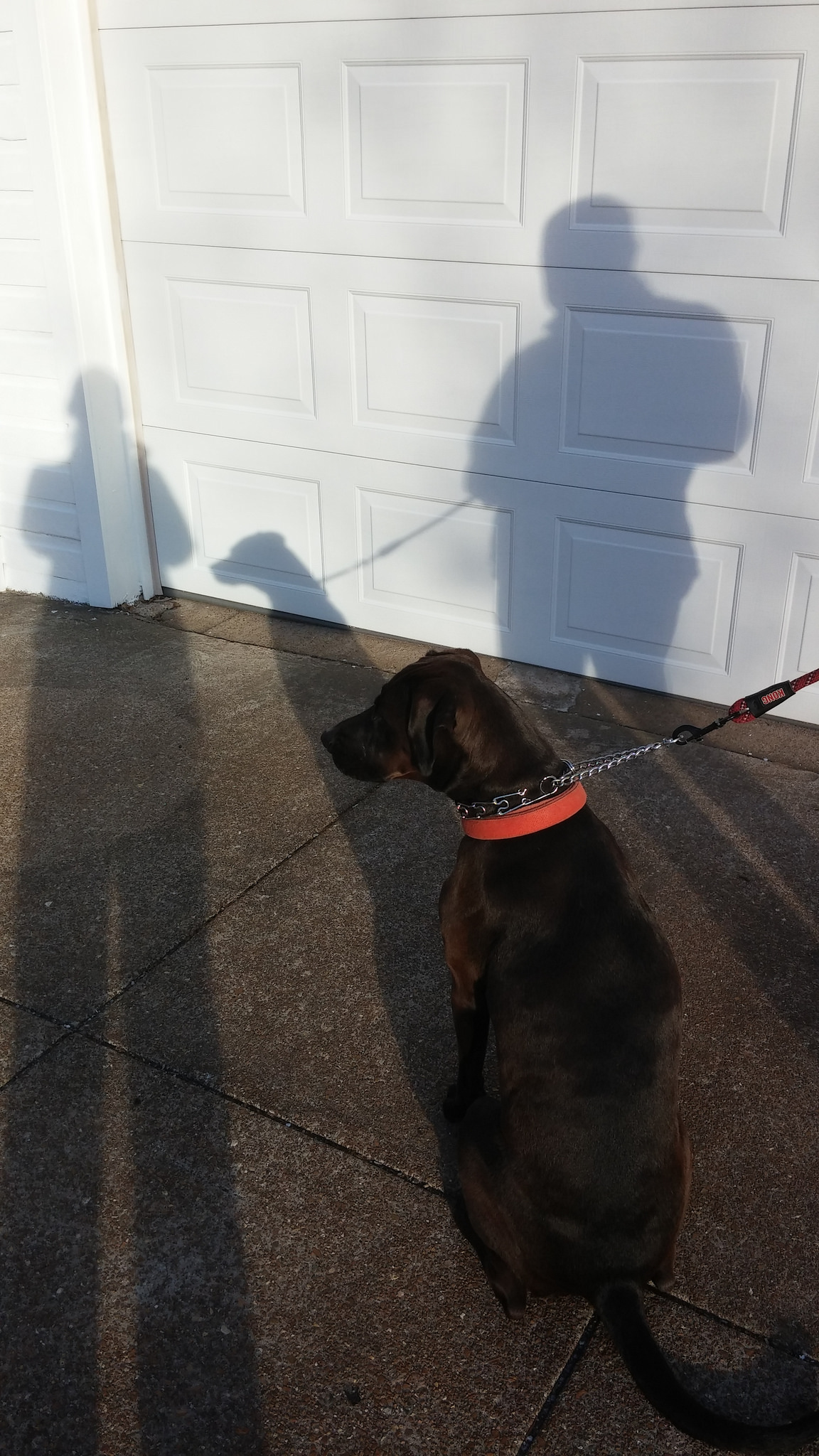 Bad dog!