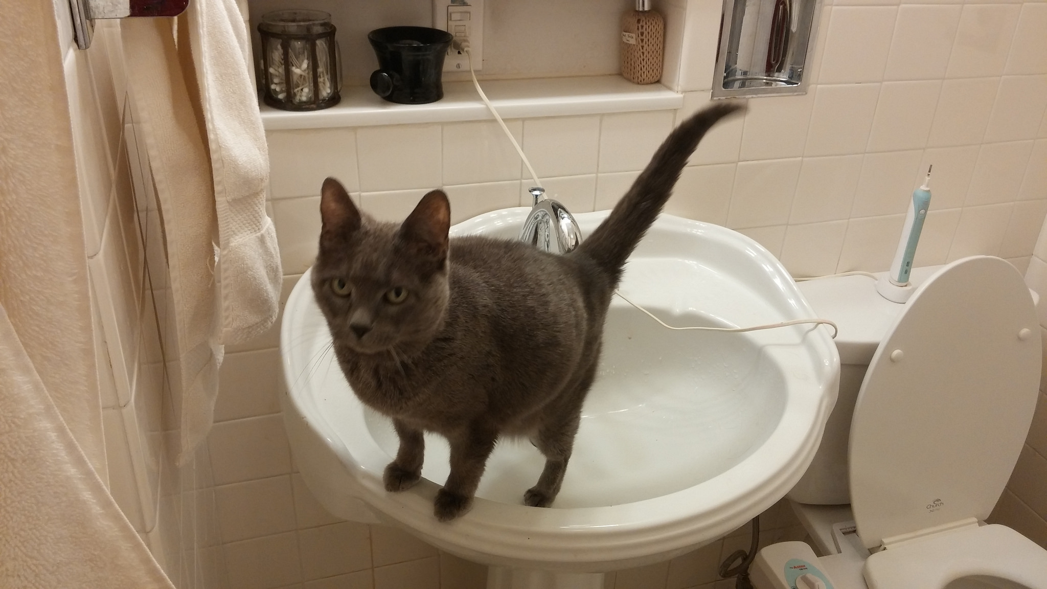 Lulu, aka "Bathroom cat," as she became known to some friends yesterday, offers commentary while you use the facilities. 