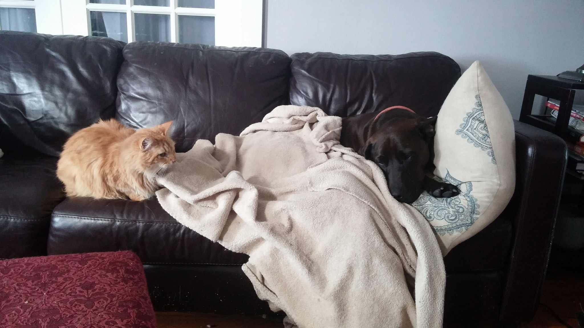 Sorry, Hazel. It would not be frugal to get a separate couch for the cats so that you wouldn't have to share. 