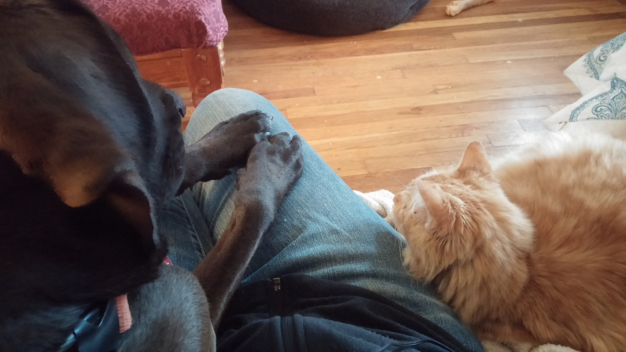 Hope you can breathe with a dog elbow in your gut, cause I'm pretty comfy here. 