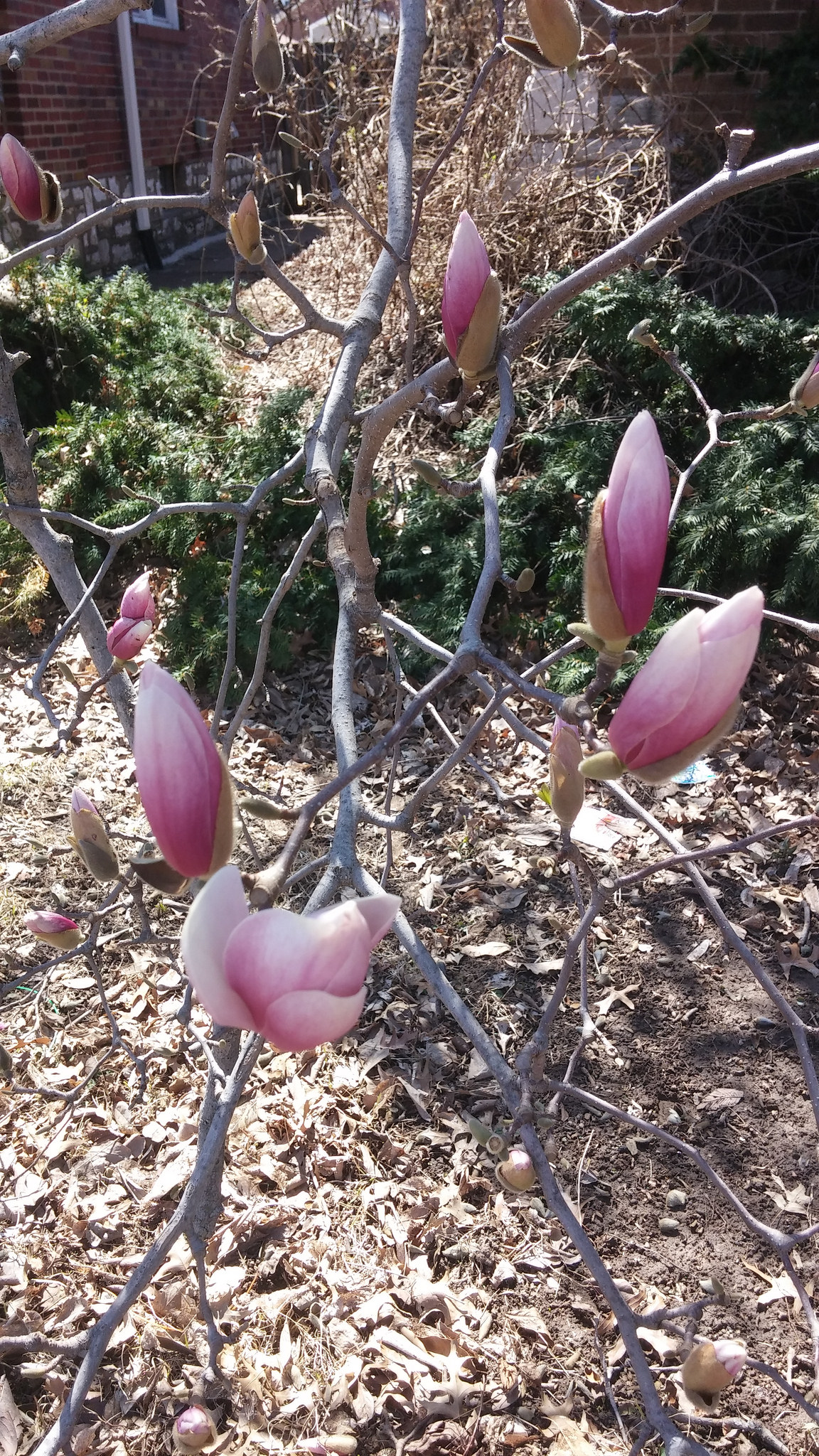 A pretty magnolia tree ready to bloom at any minute!