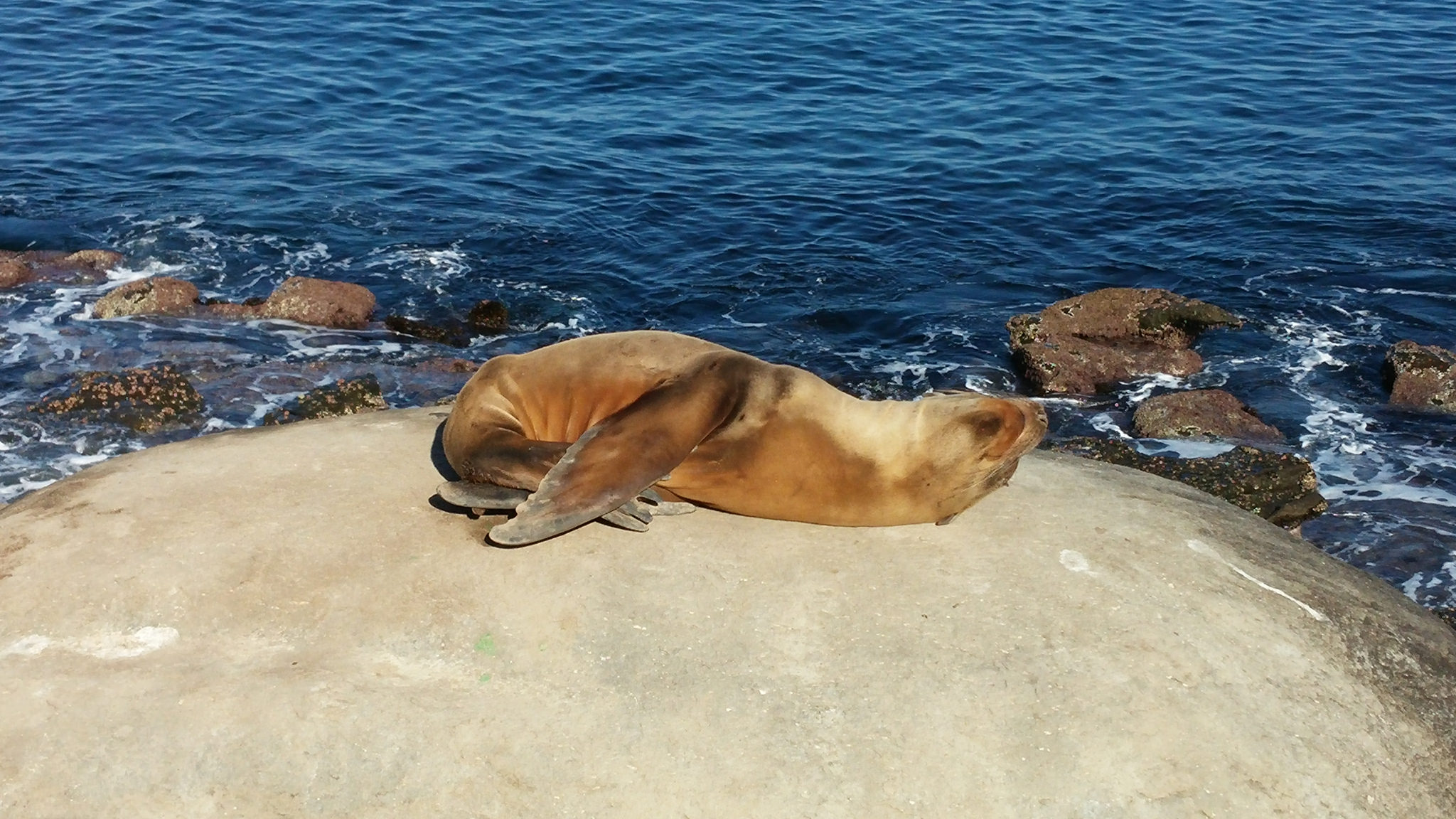 This guy is relaxed, yet alert. 