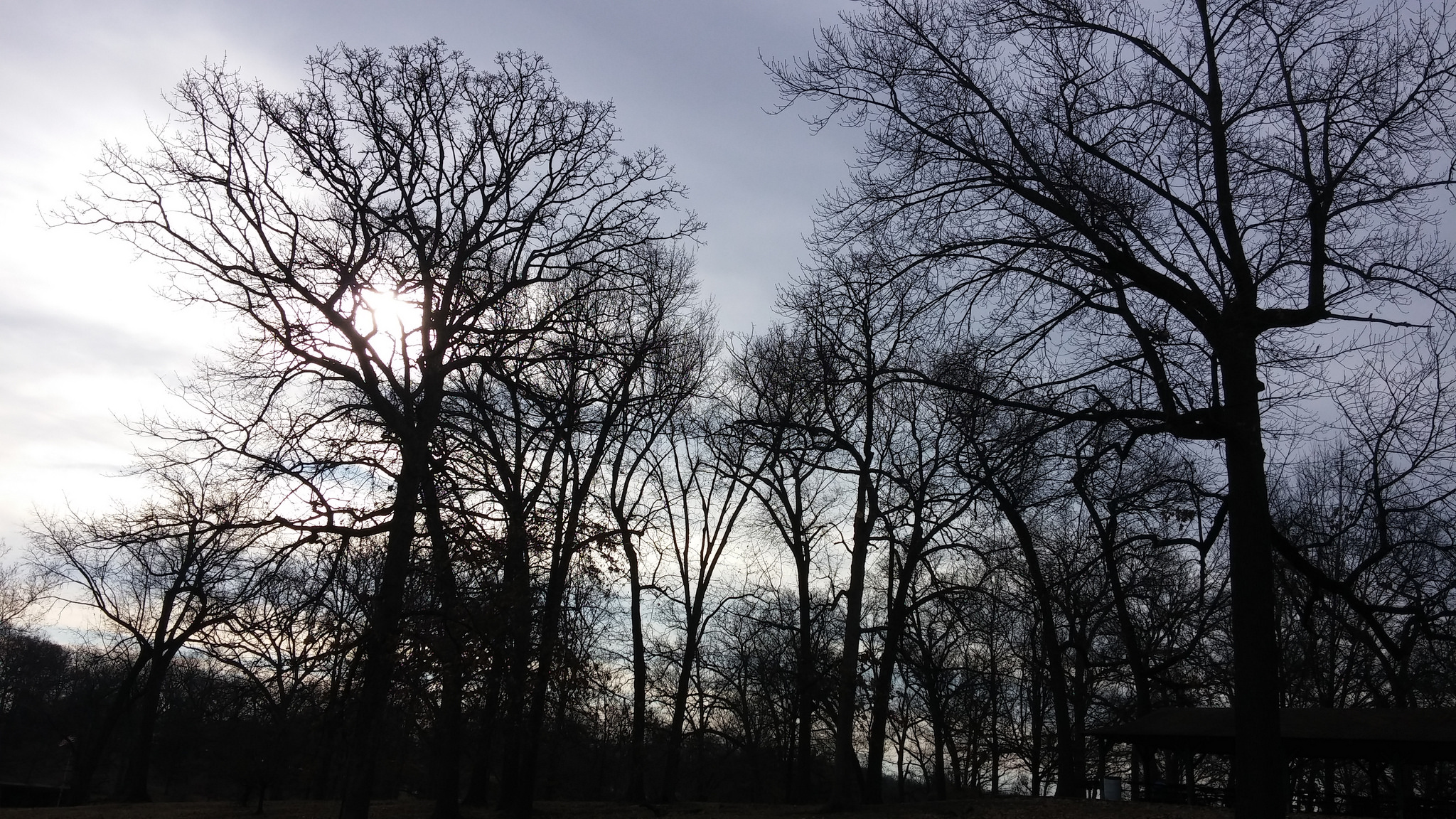 These trees have routines and challenges, but few temptations. 