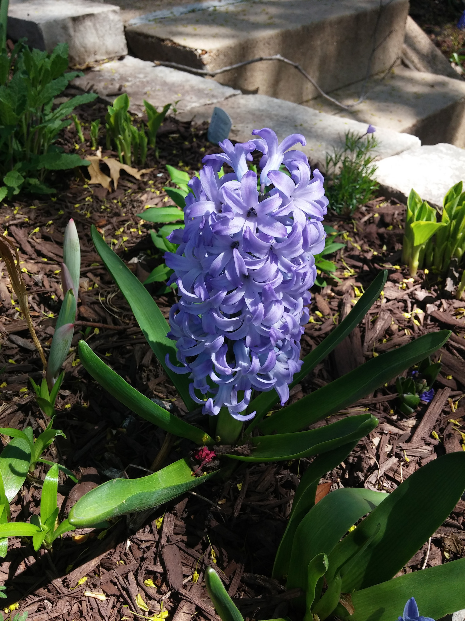 Hyacinth blooming in my friend HIlary's yard