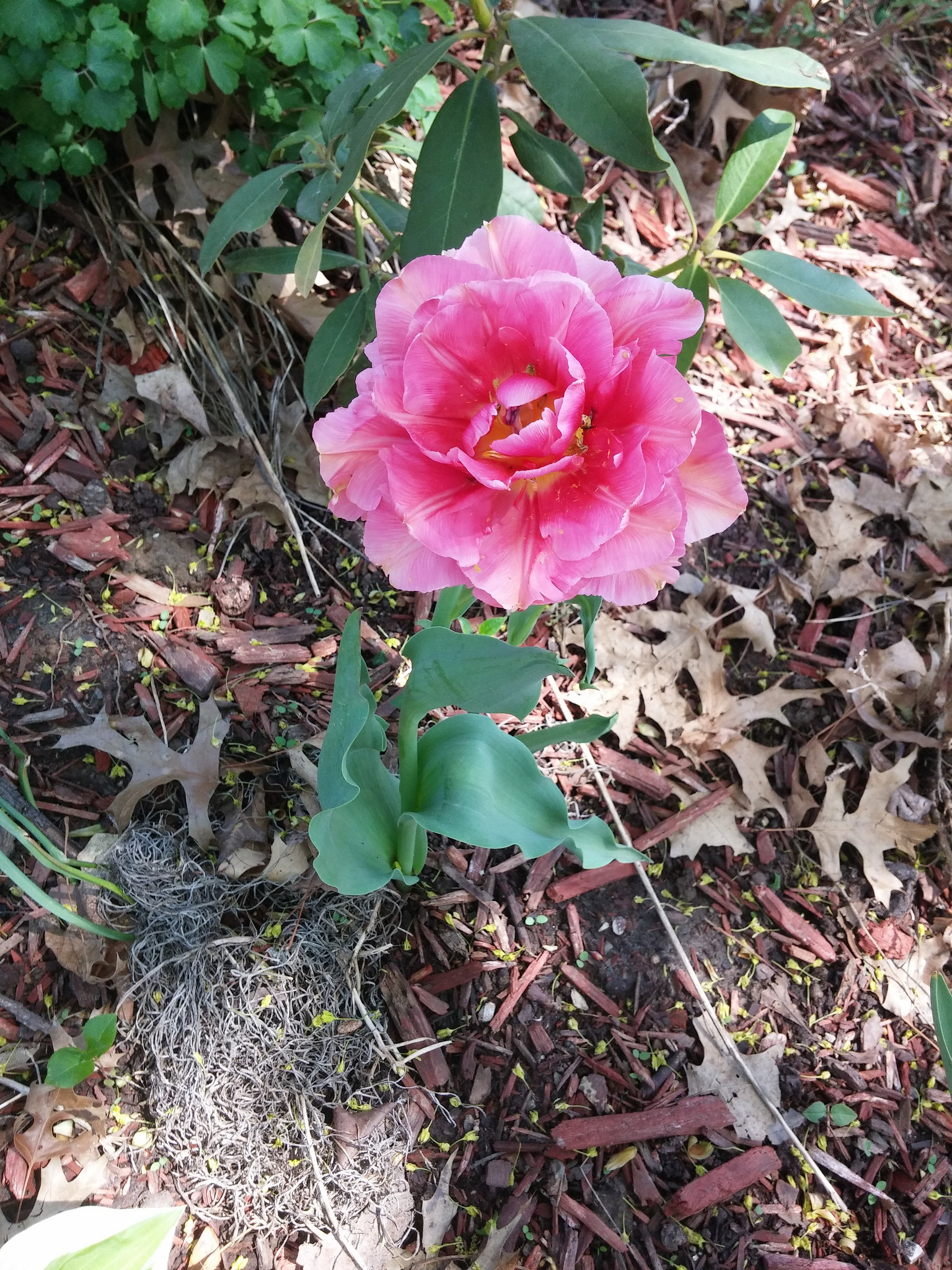 Another flower from my friend Hilary's yard, but I don't know what this one is called. 