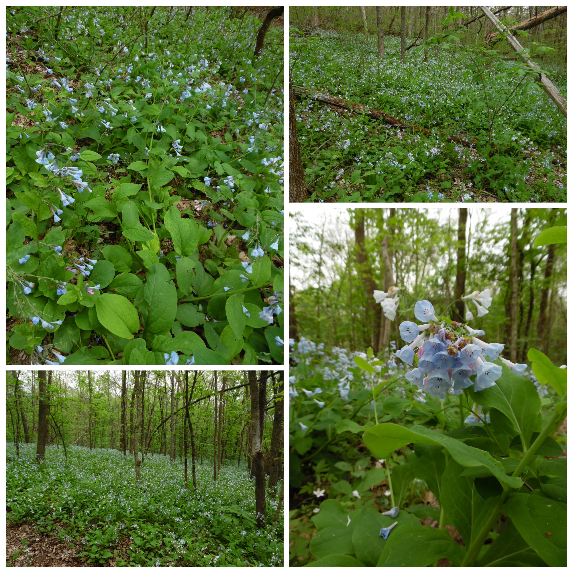 Bluebells!