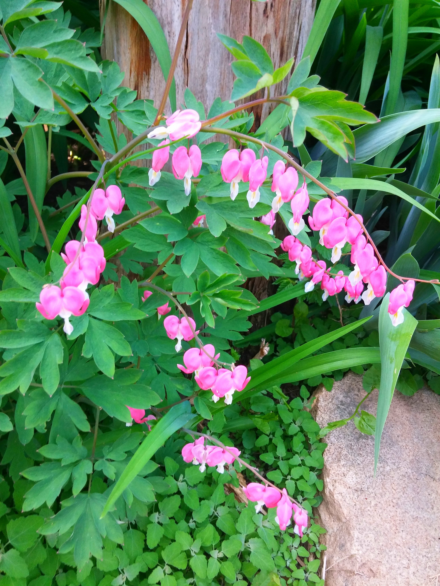 Bleeding Hearts blooming in our backyard right now. 