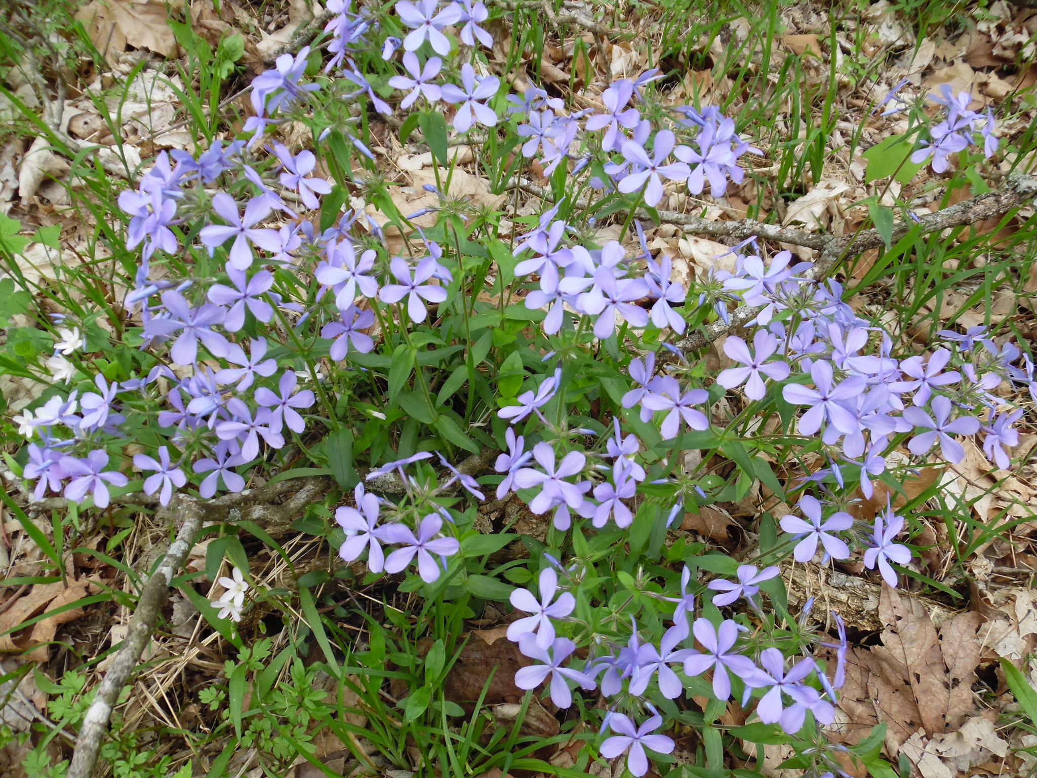 This phlox has nothing to do with food logs, but it sure is pretty. 