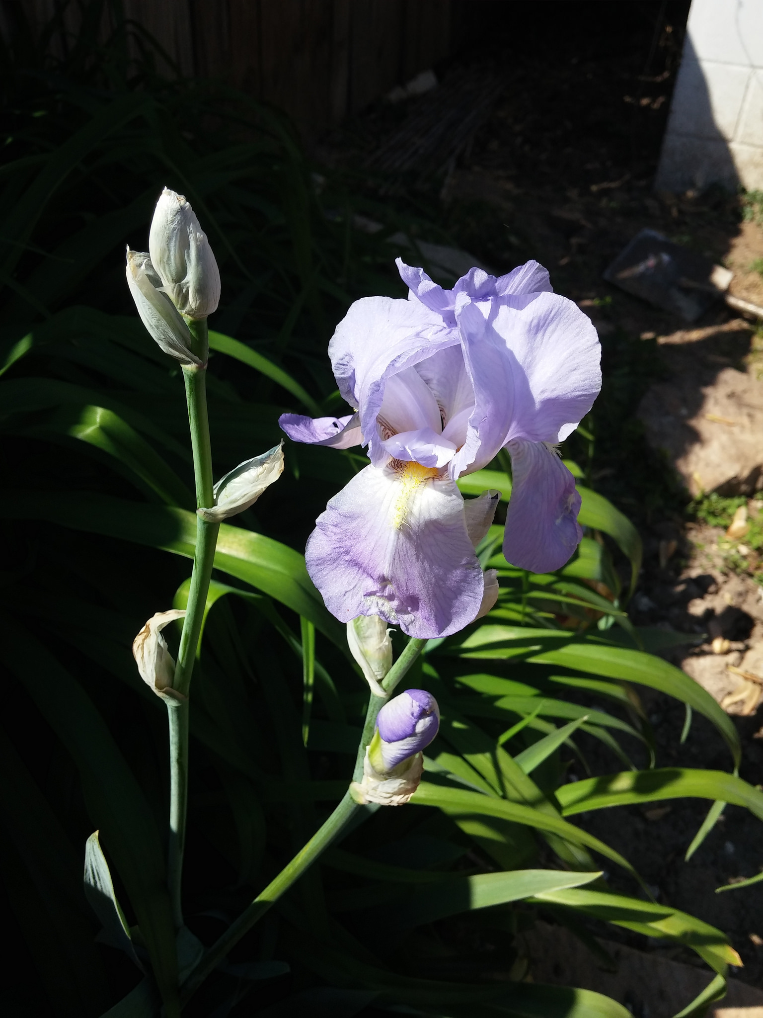 Our irises are blooming! We got them from the woods around a cabin in Steelville, where they were planted by my great-grandmother. 