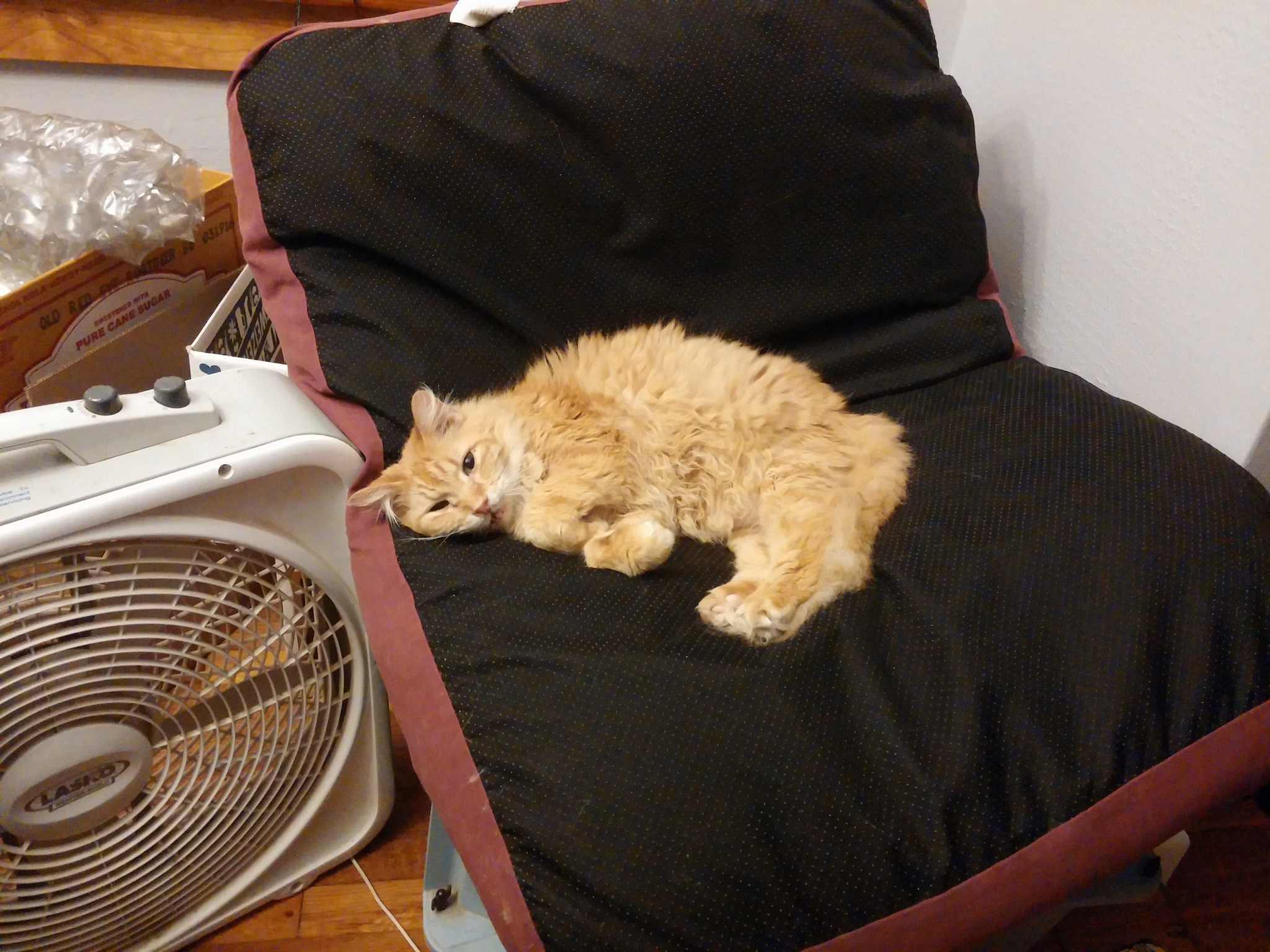 Henry doesn't understand the difference between "soft things he can lay on" and "soft things I'm trying to sell on Craigslist," but he's still super cute. 