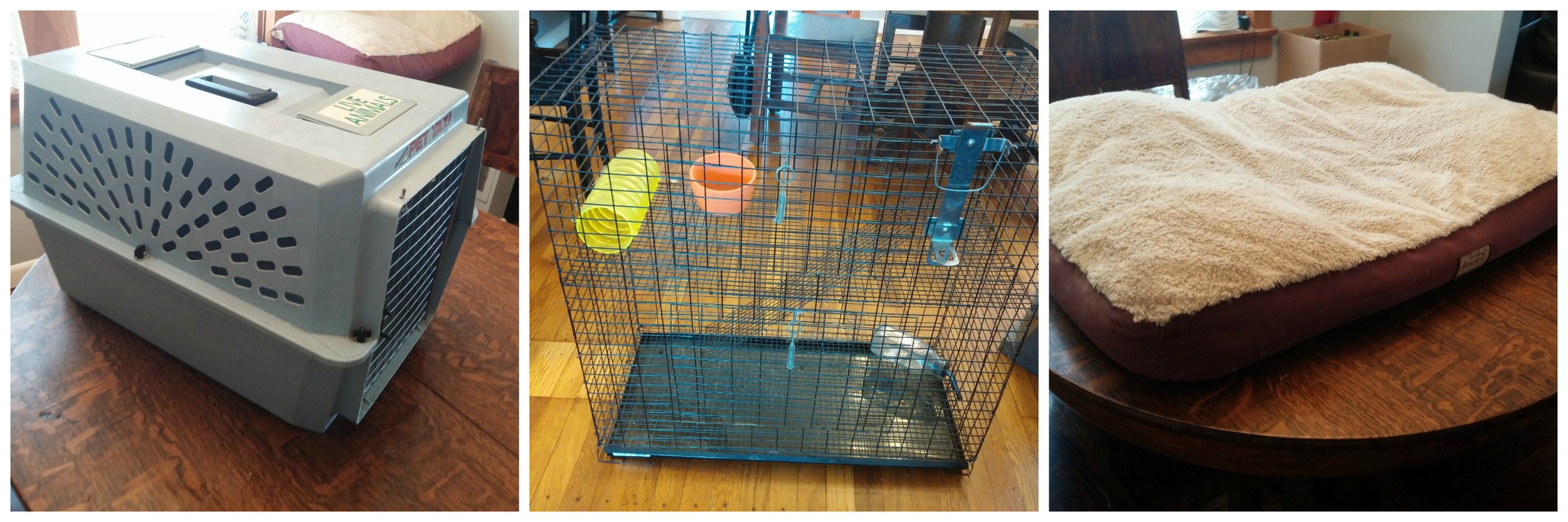 Pet carrier, ferret cage and dog bed. Actually, cats like the dog bed, too, and some crazy cats even like the ferret cage. No cats like the pet carrier. 