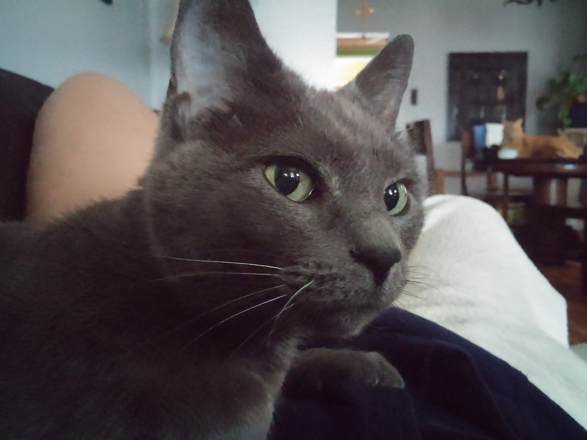 FYI, cats and meditation don't mix. 