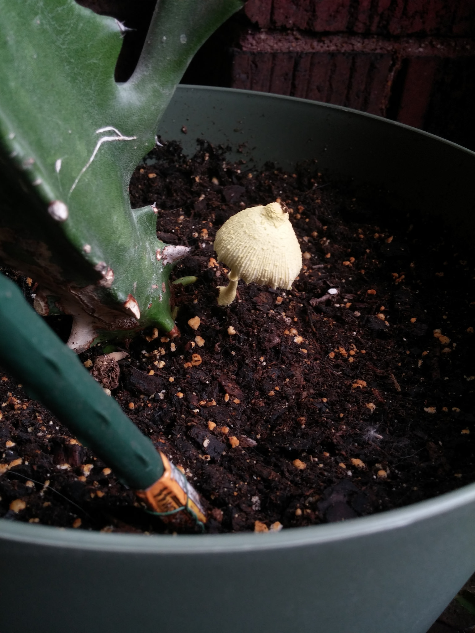 This mushroom grew in a potted cactus on our front porch, which I'm pretty sure is weird loner behavior. 