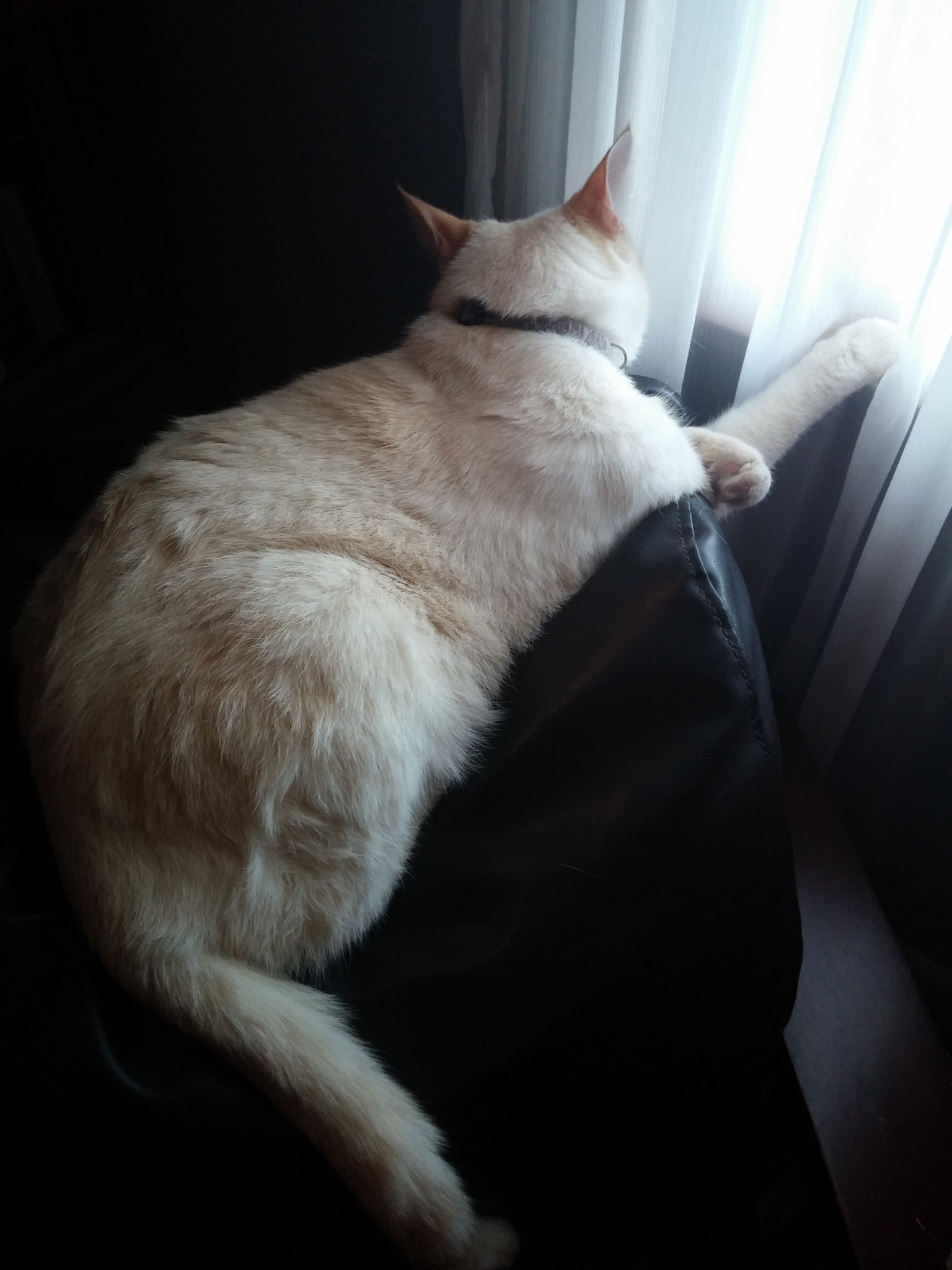 Alfie cannot be bothered. Not by a picture. Not by me. Not by you. 