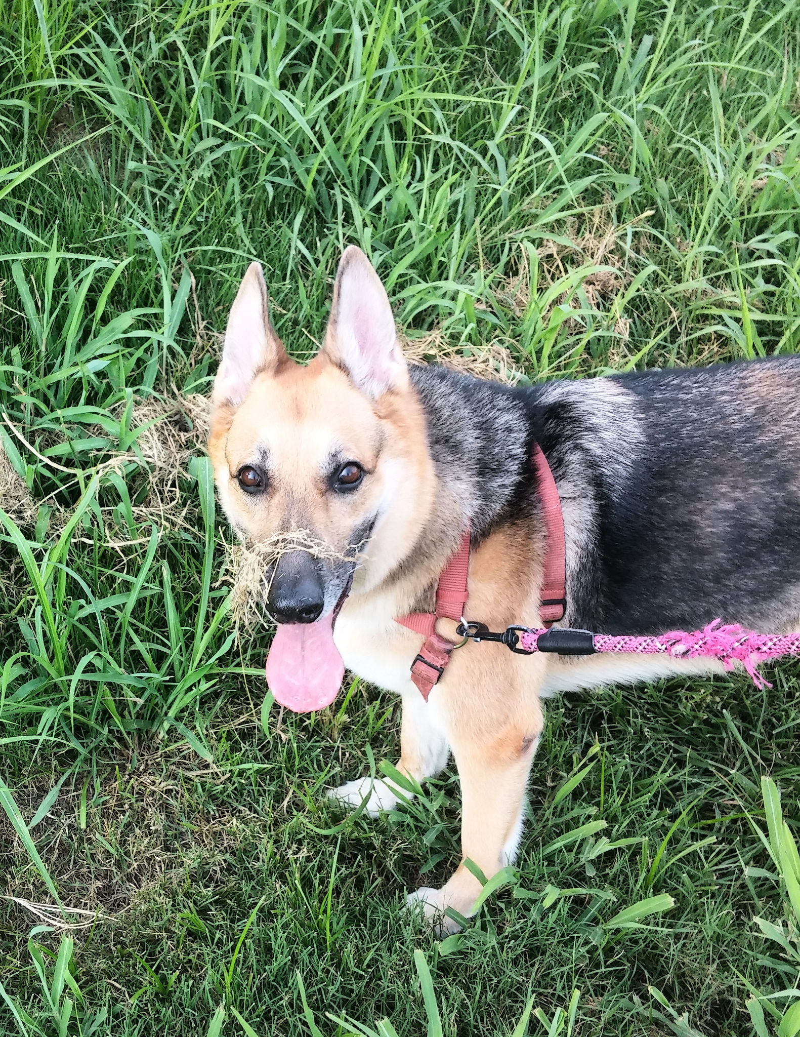 June looking goofy with grass on her nose. 
