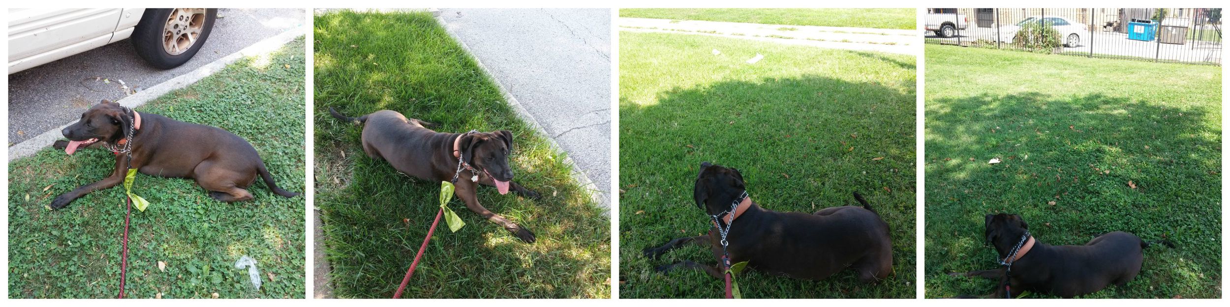 Hazel resting in various shady places. Toward the end, she was apparently so sick of walking, she refused to look at me. :)