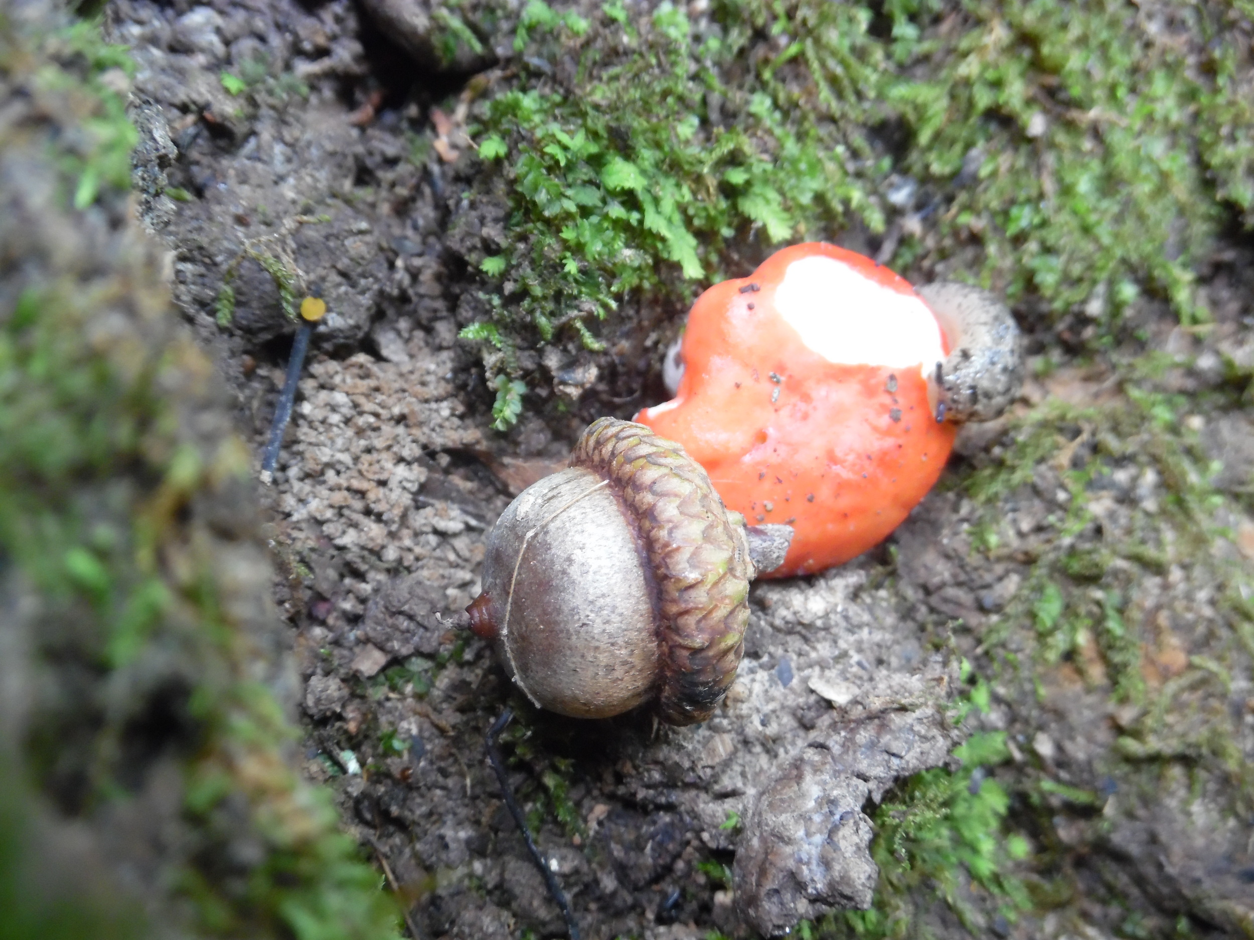 This is a picture of a slug eating a mushroom next to an acorn. It has nothing to do with anything. 
