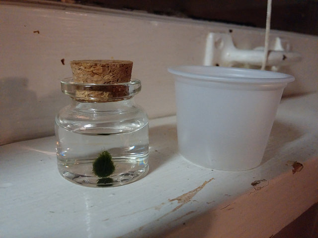 Swamp Thing and his damn little plastic cup