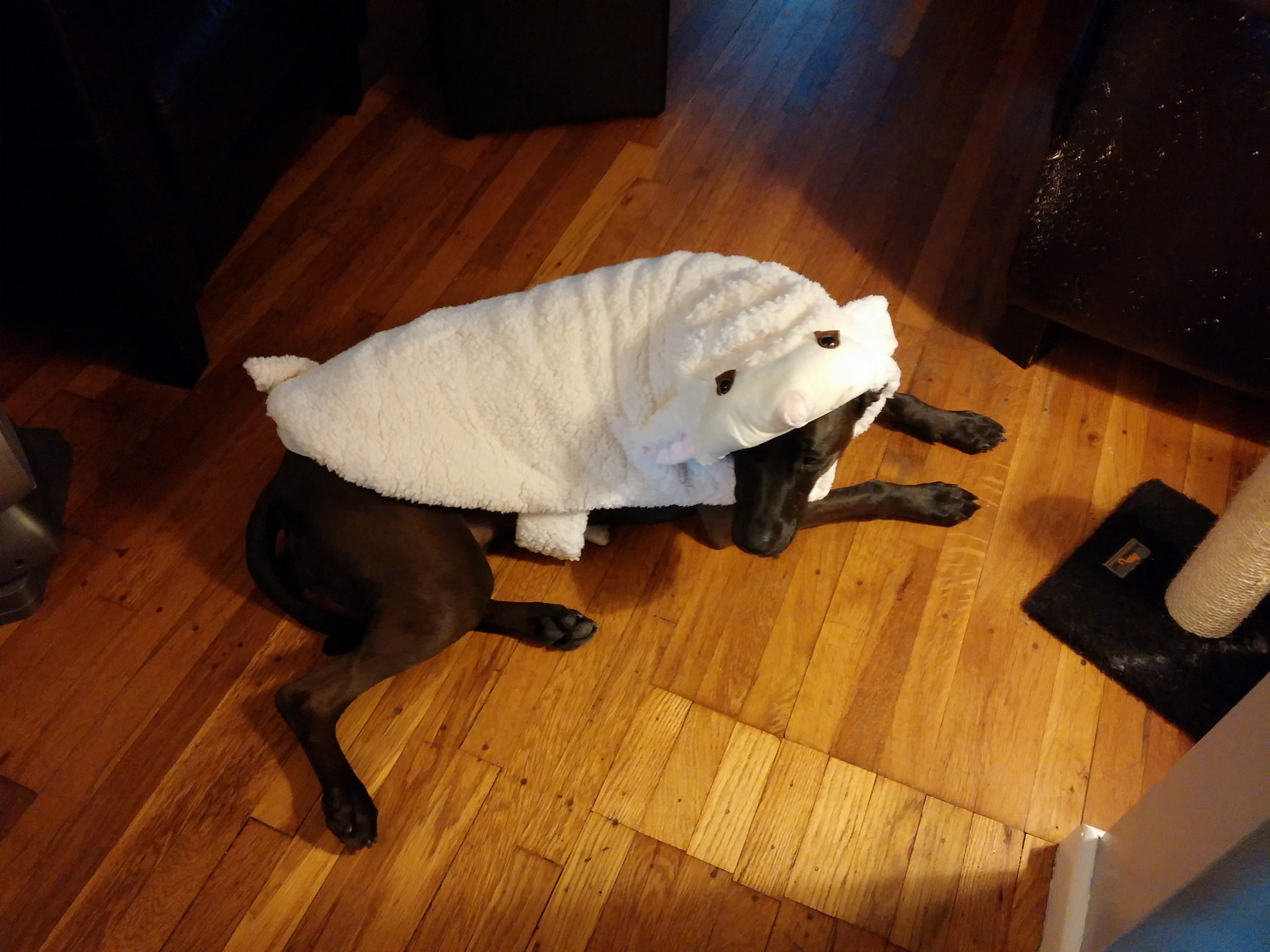 She's not the only one wondering why I bought her a costume.