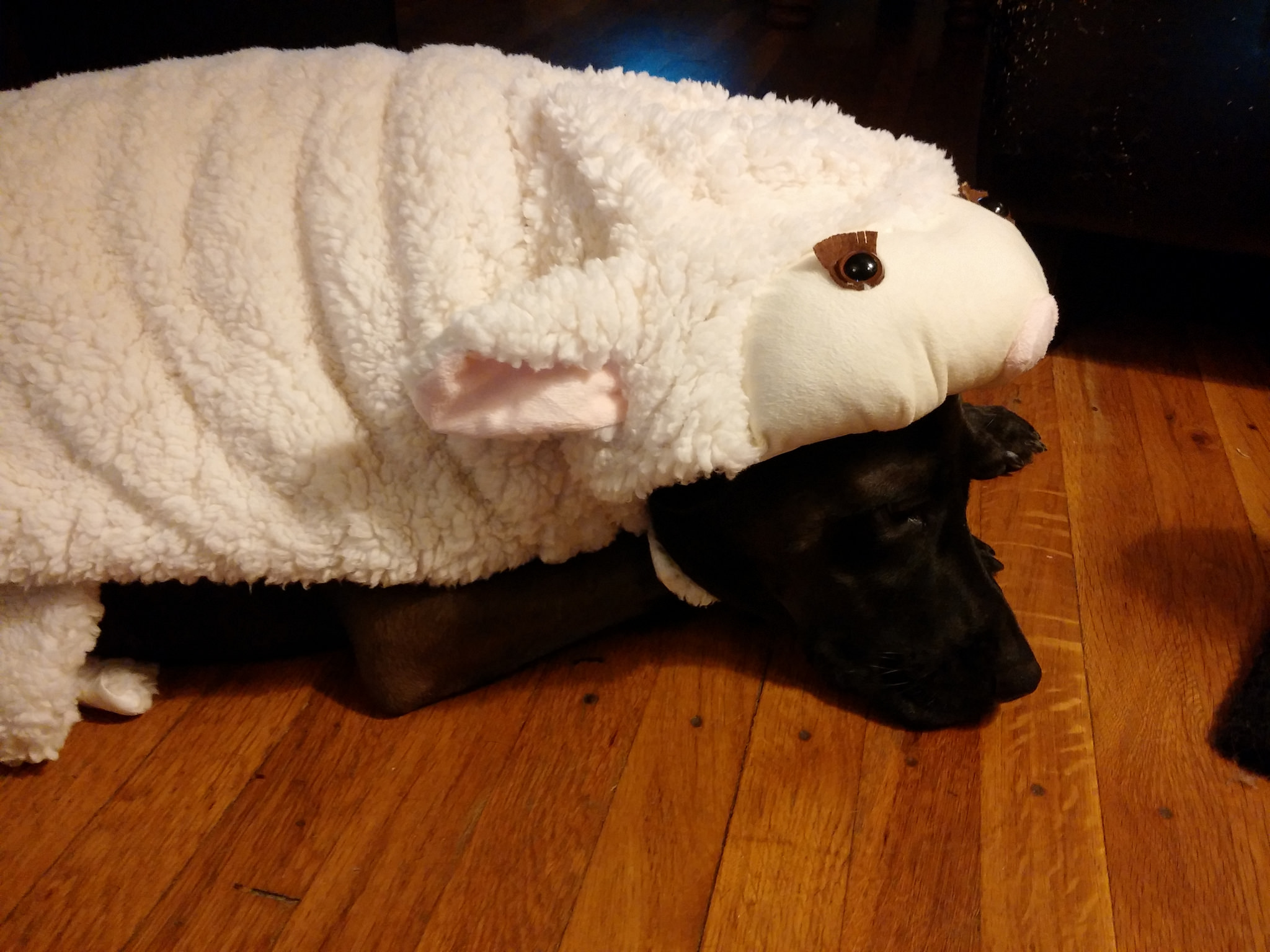 It's tough being a sheep-dog. 