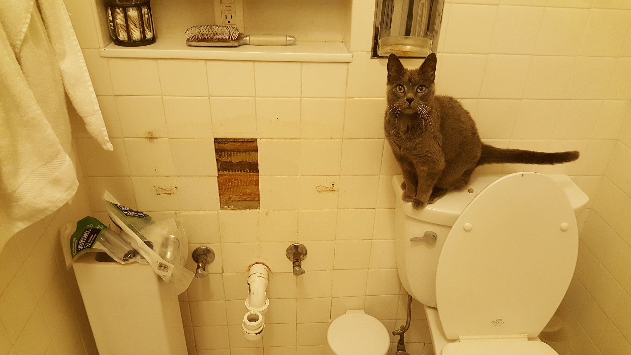Lulu Was. Not. Happy. about that time when we had to replace the bathroom sink. 
