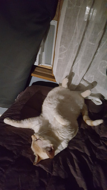 Alfie does not believe in "getting things done." 